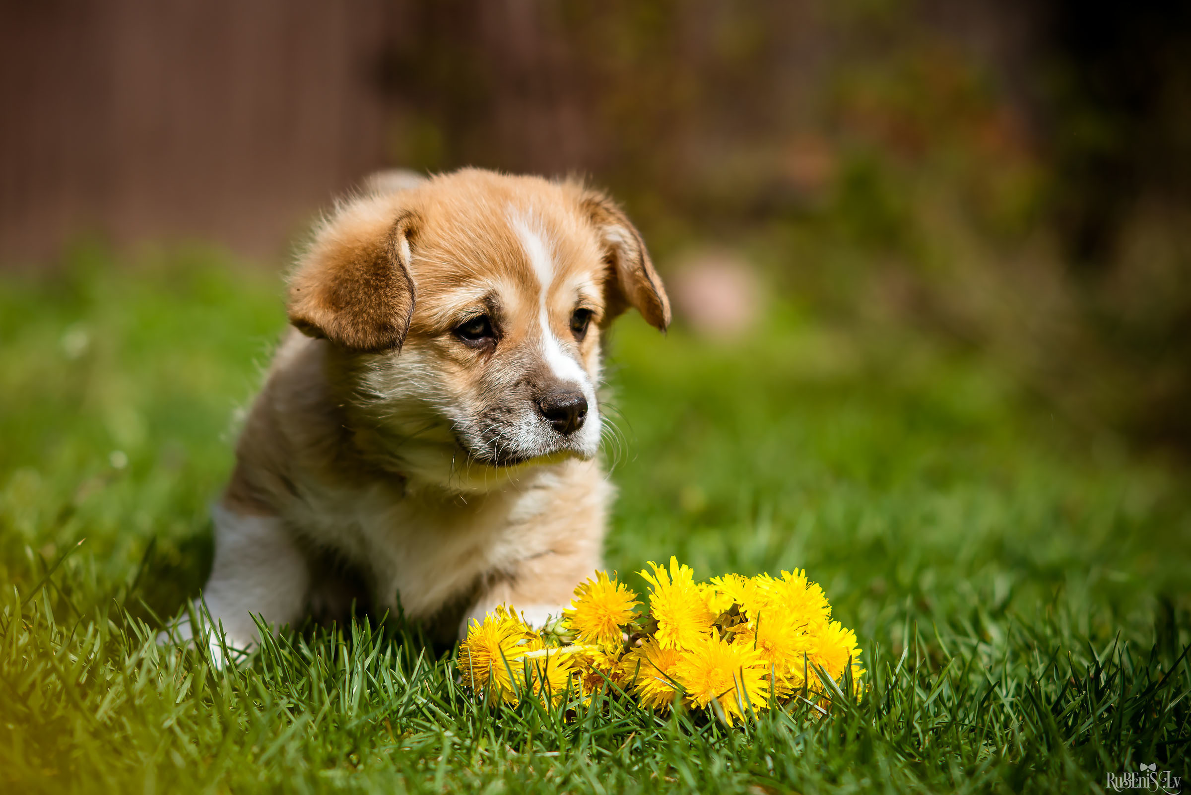 Анна и Марта / Корги и Гриффоны. Фотограф Ромуальд Рубенис и Артемий Сташанс