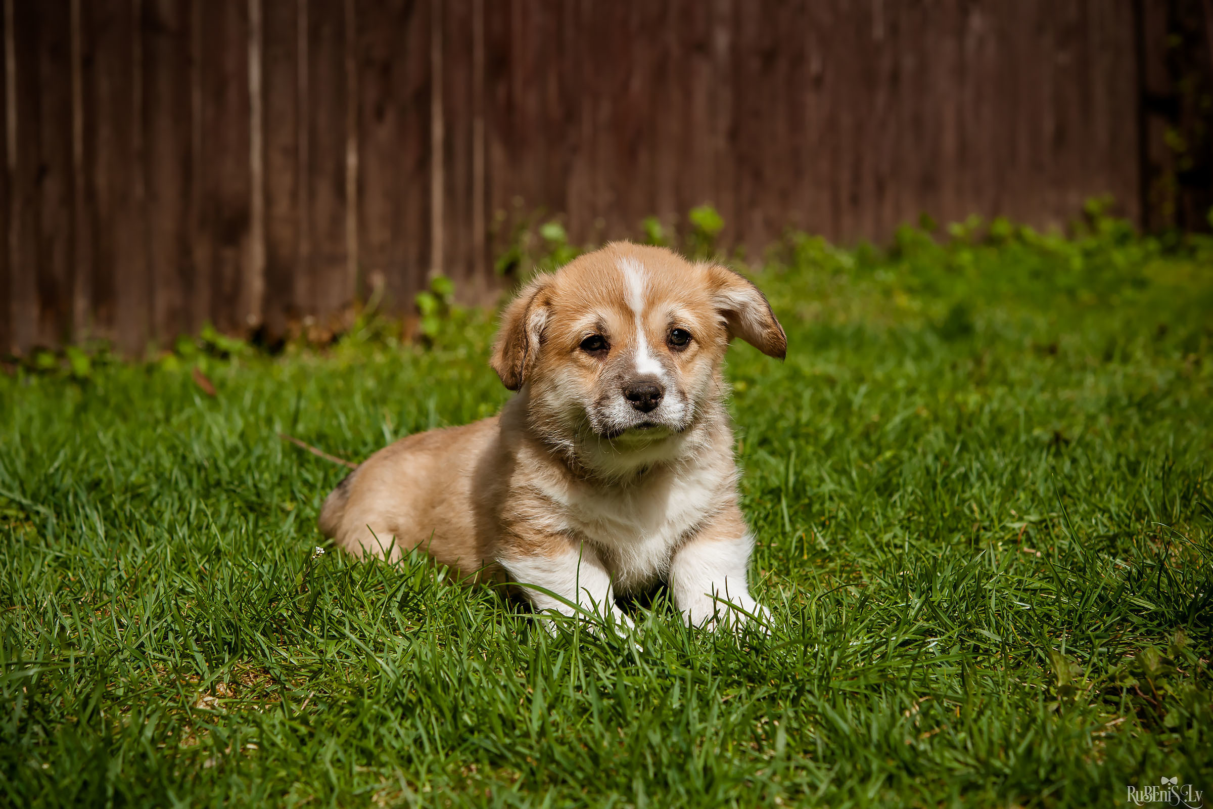 Анна и Марта / Корги и Гриффоны. Фотограф Ромуальд Рубенис и Артемий Сташанс