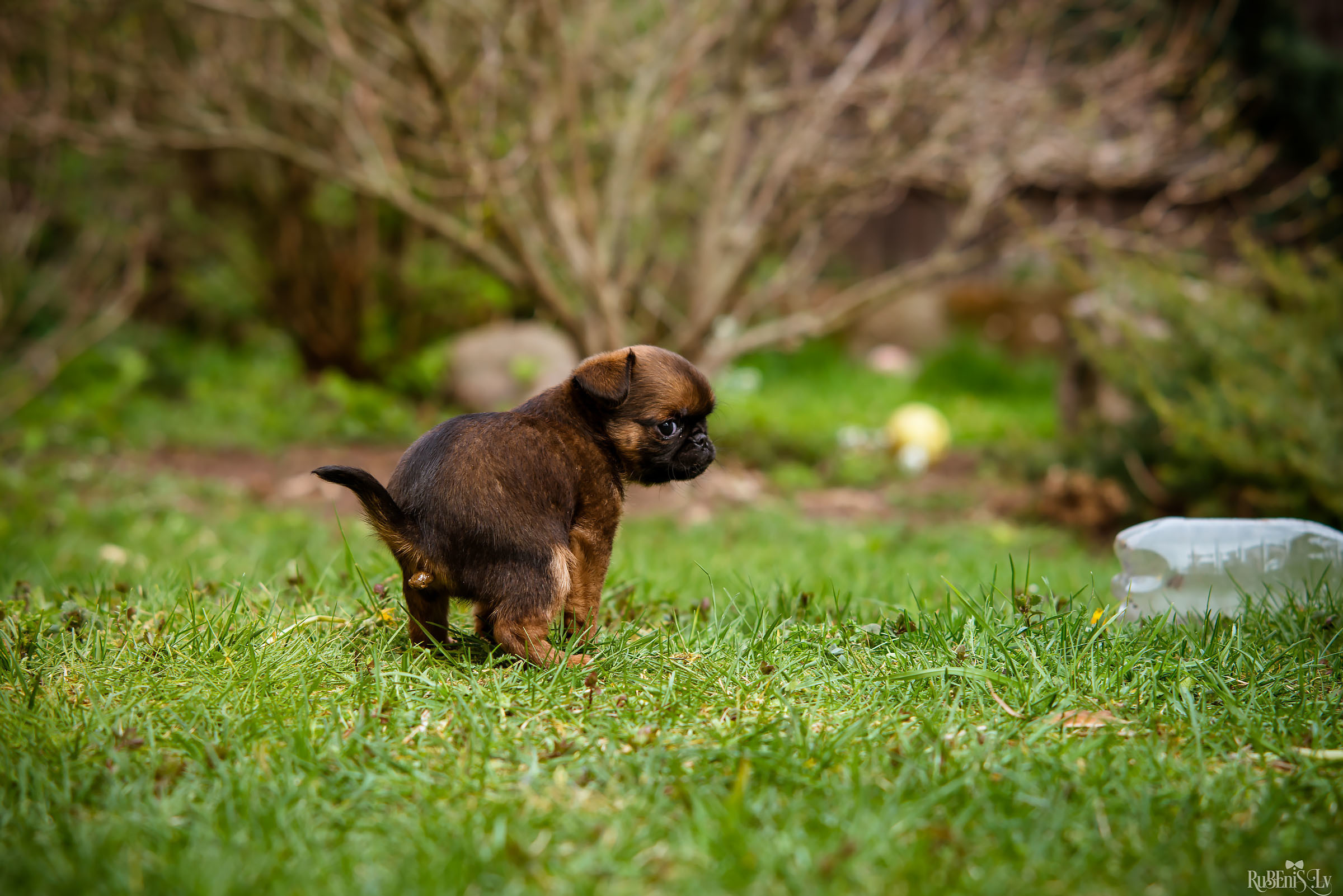 Анна и Марта / Корги и Гриффоны. Фотограф Ромуальд Рубенис и Артемий Сташанс