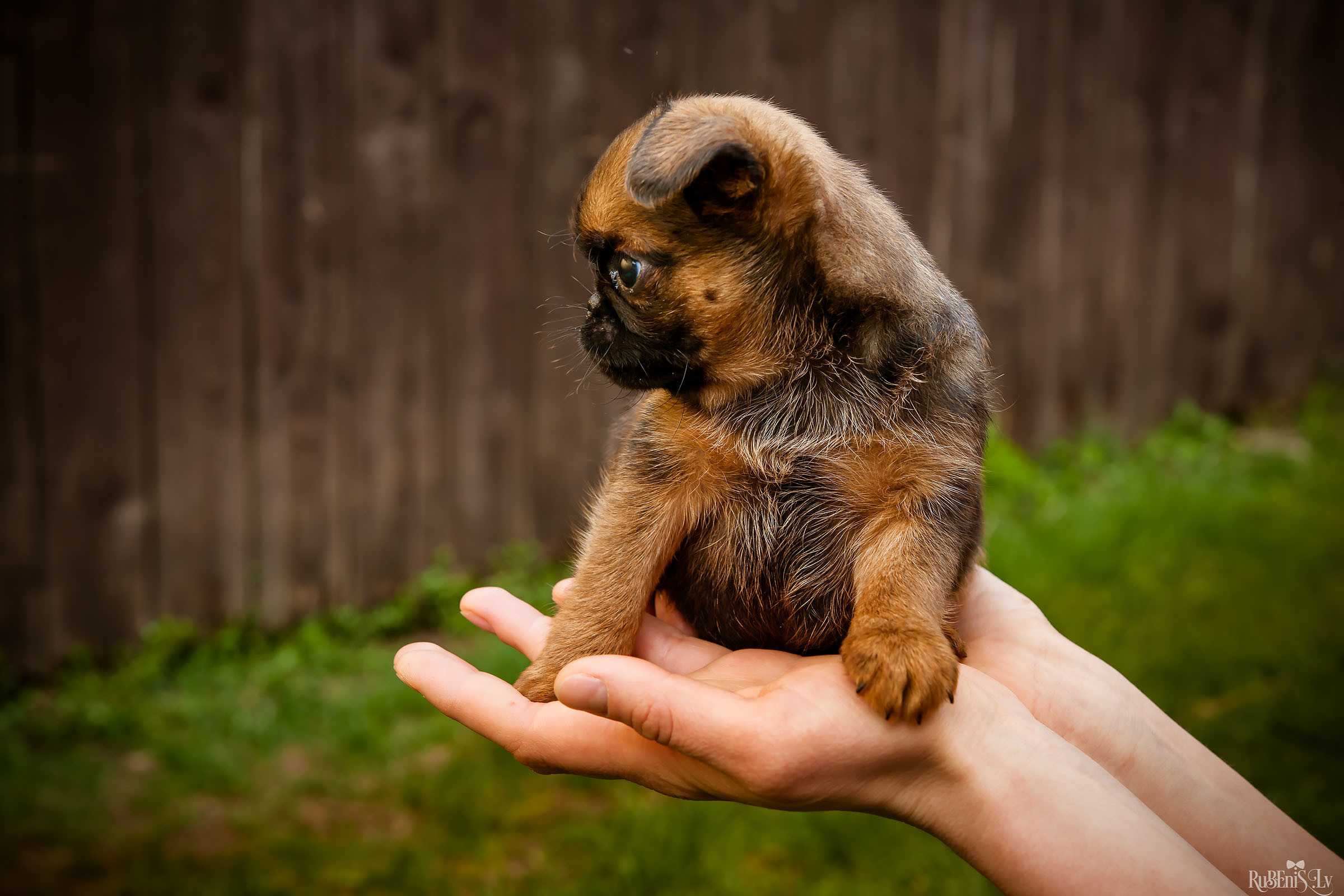 Анна и Марта / Корги и Гриффоны. Фотограф Ромуальд Рубенис и Артемий Сташанс