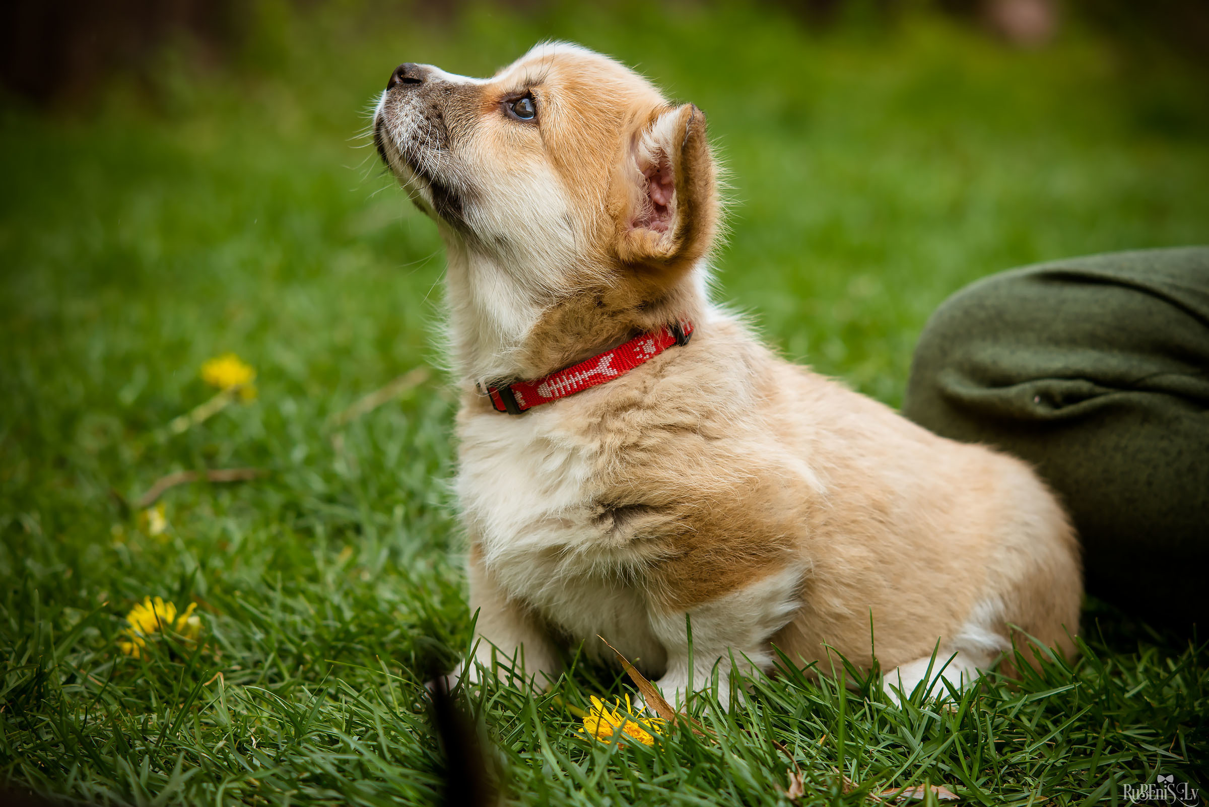Анна и Марта / Корги и Гриффоны. Фотограф Ромуальд Рубенис и Артемий Сташанс
