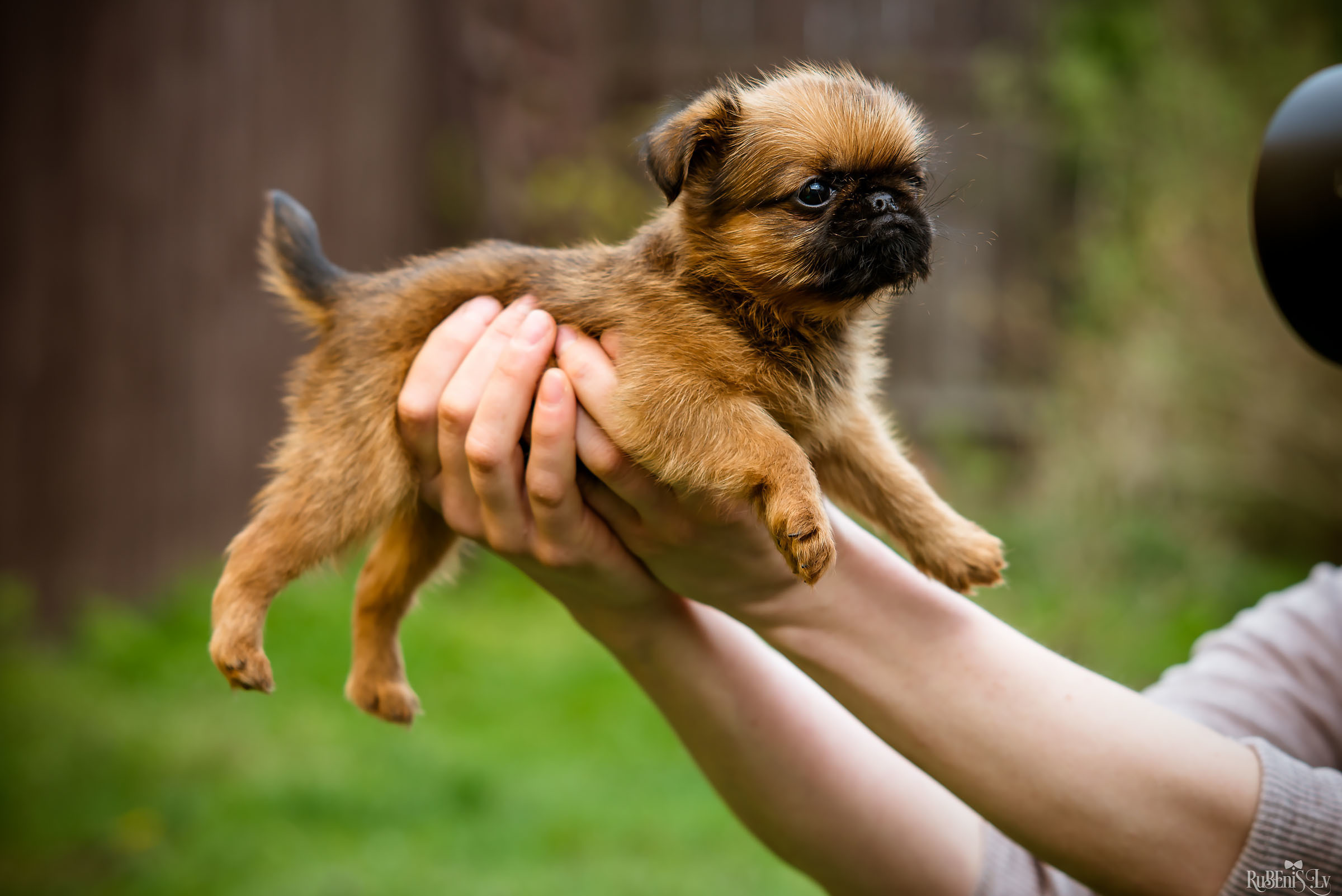 Анна и Марта / Корги и Гриффоны. Фотограф Ромуальд Рубенис и Артемий Сташанс
