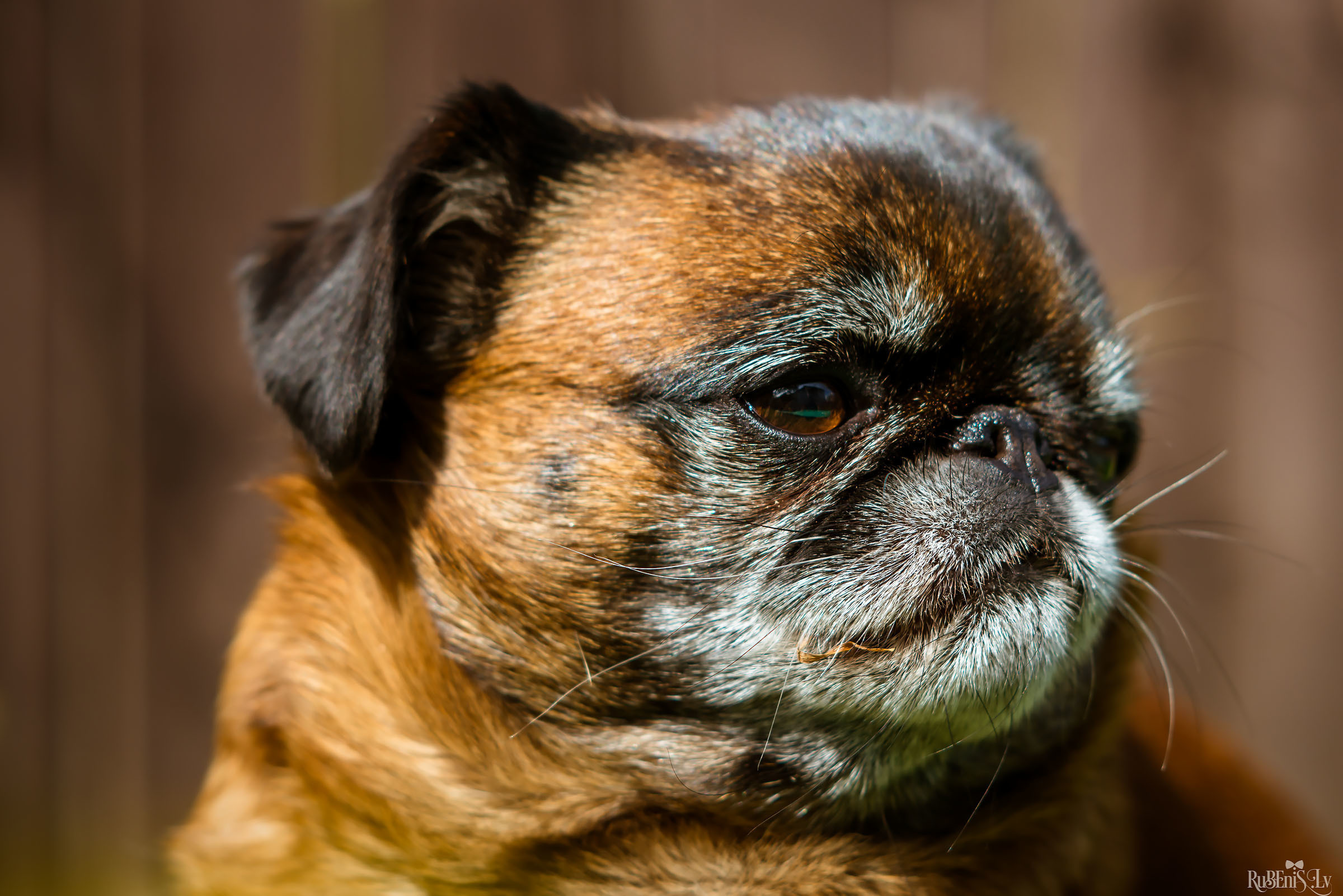 Анна и Марта / Корги и Гриффоны. Фотограф Ромуальд Рубенис и Артемий Сташанс