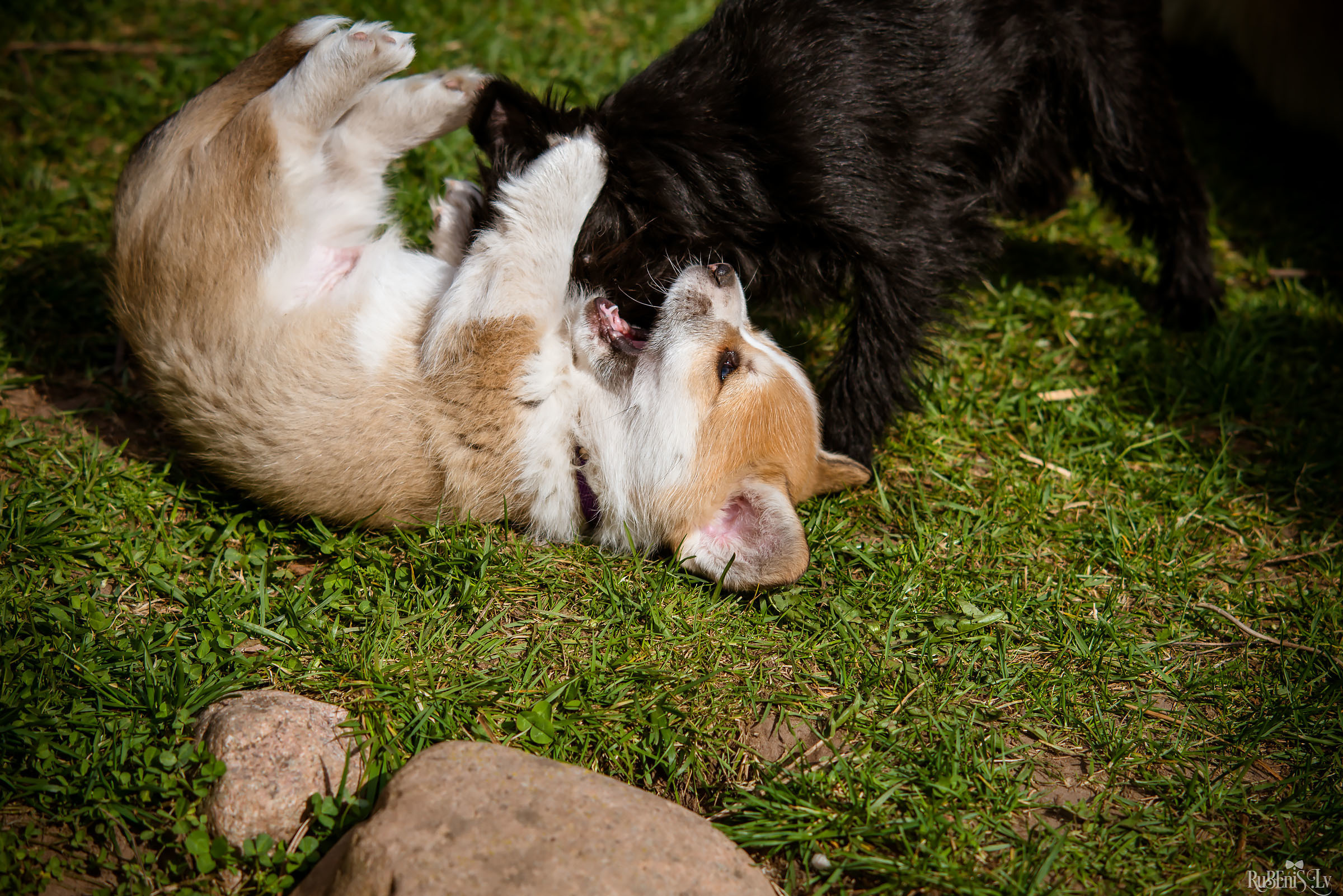 Анна и Марта / Корги и Гриффоны. Фотограф Ромуальд Рубенис и Артемий Сташанс