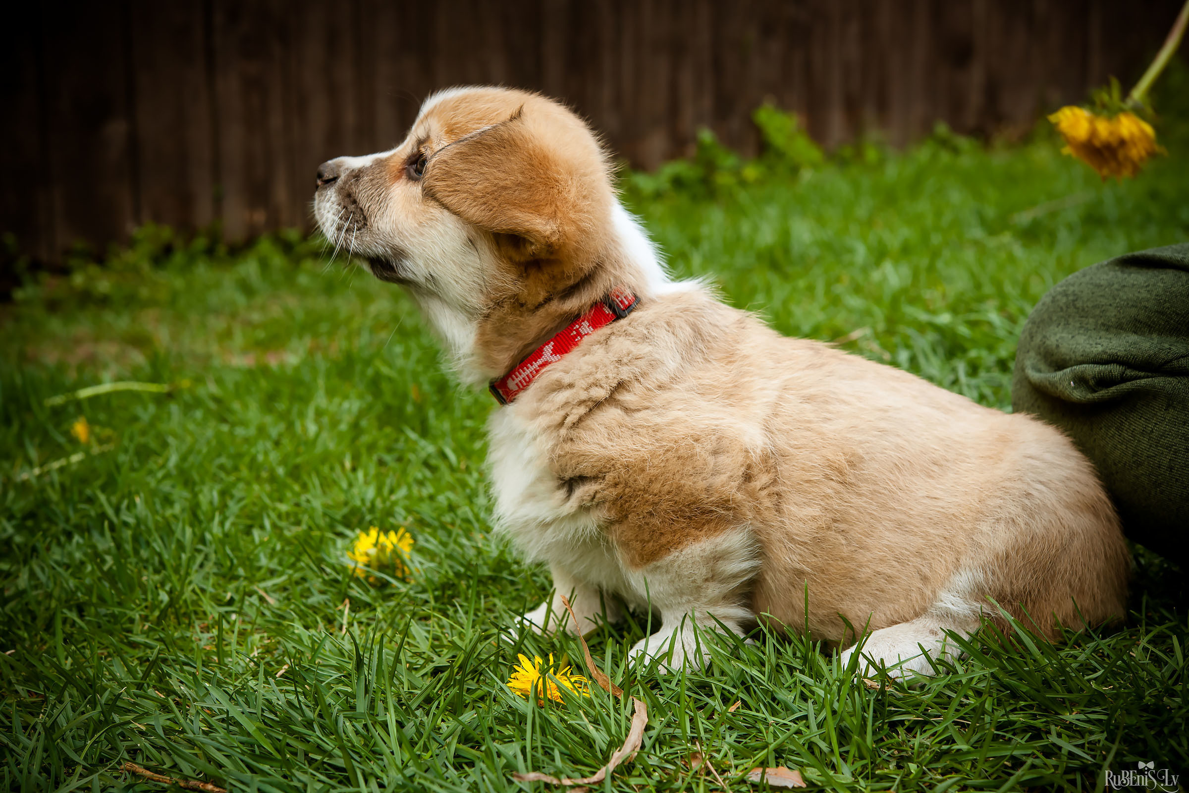 Анна и Марта / Корги и Гриффоны. Фотограф Ромуальд Рубенис и Артемий Сташанс