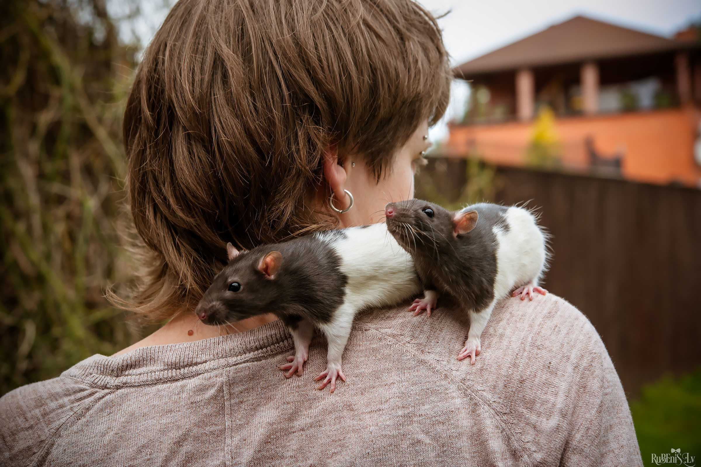 Анна и Марта / Корги и Гриффоны. Фотограф Ромуальд Рубенис и Артемий Сташанс