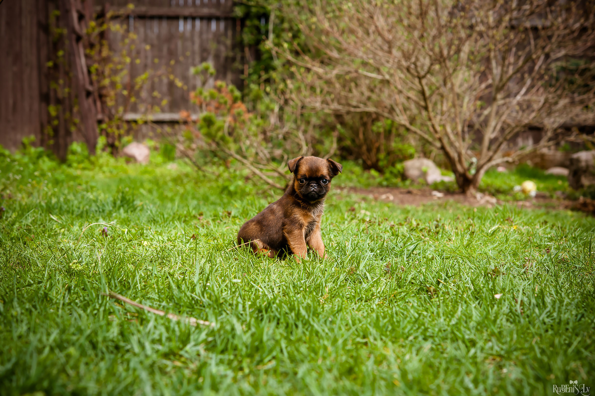 Анна и Марта / Корги и Гриффоны. Фотограф Ромуальд Рубенис и Артемий Сташанс