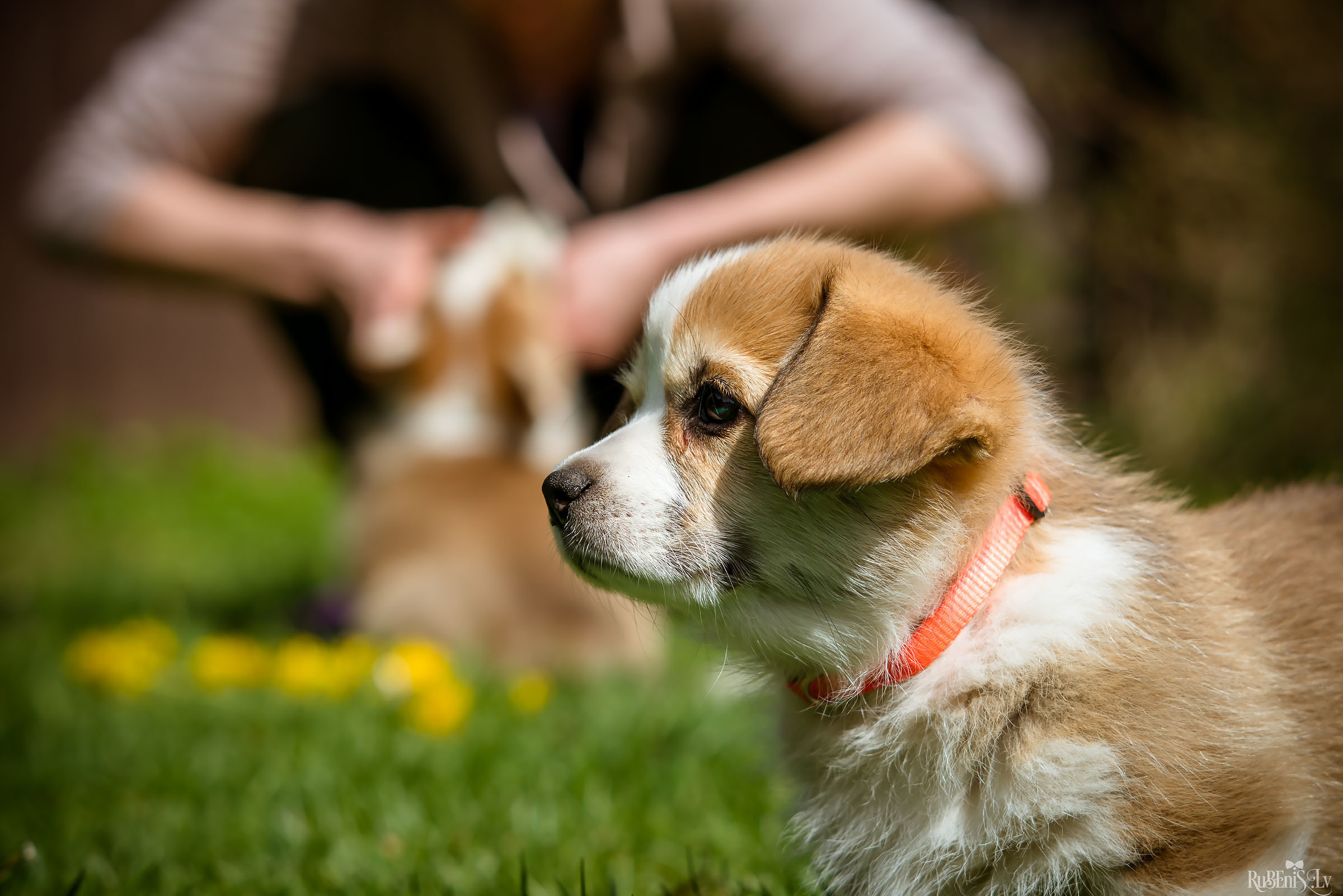 Анна и Марта / Корги и Гриффоны. Фотограф Ромуальд Рубенис и Артемий Сташанс