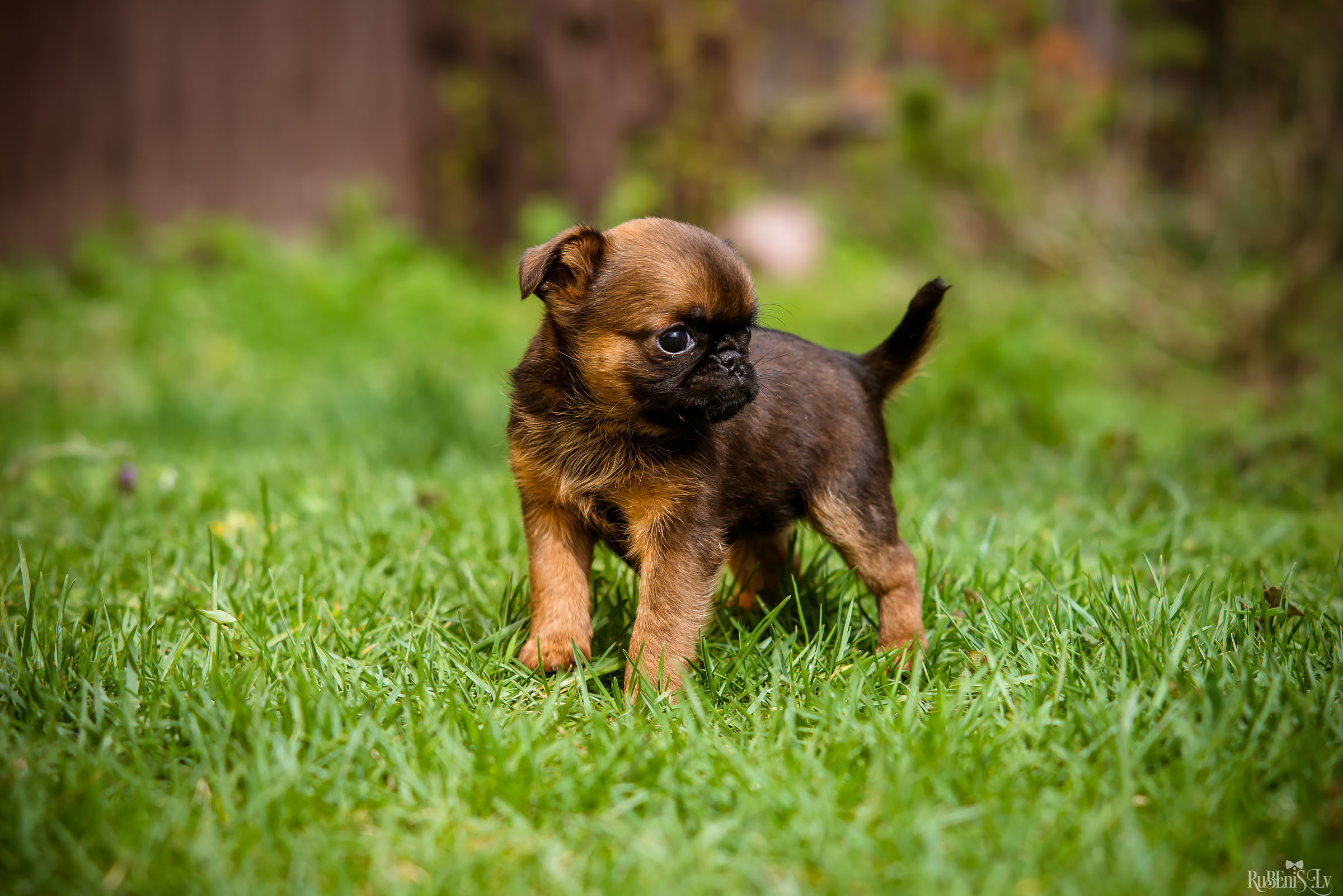 Анна и Марта / Корги и Гриффоны. Фотограф Ромуальд Рубенис и Артемий Сташанс