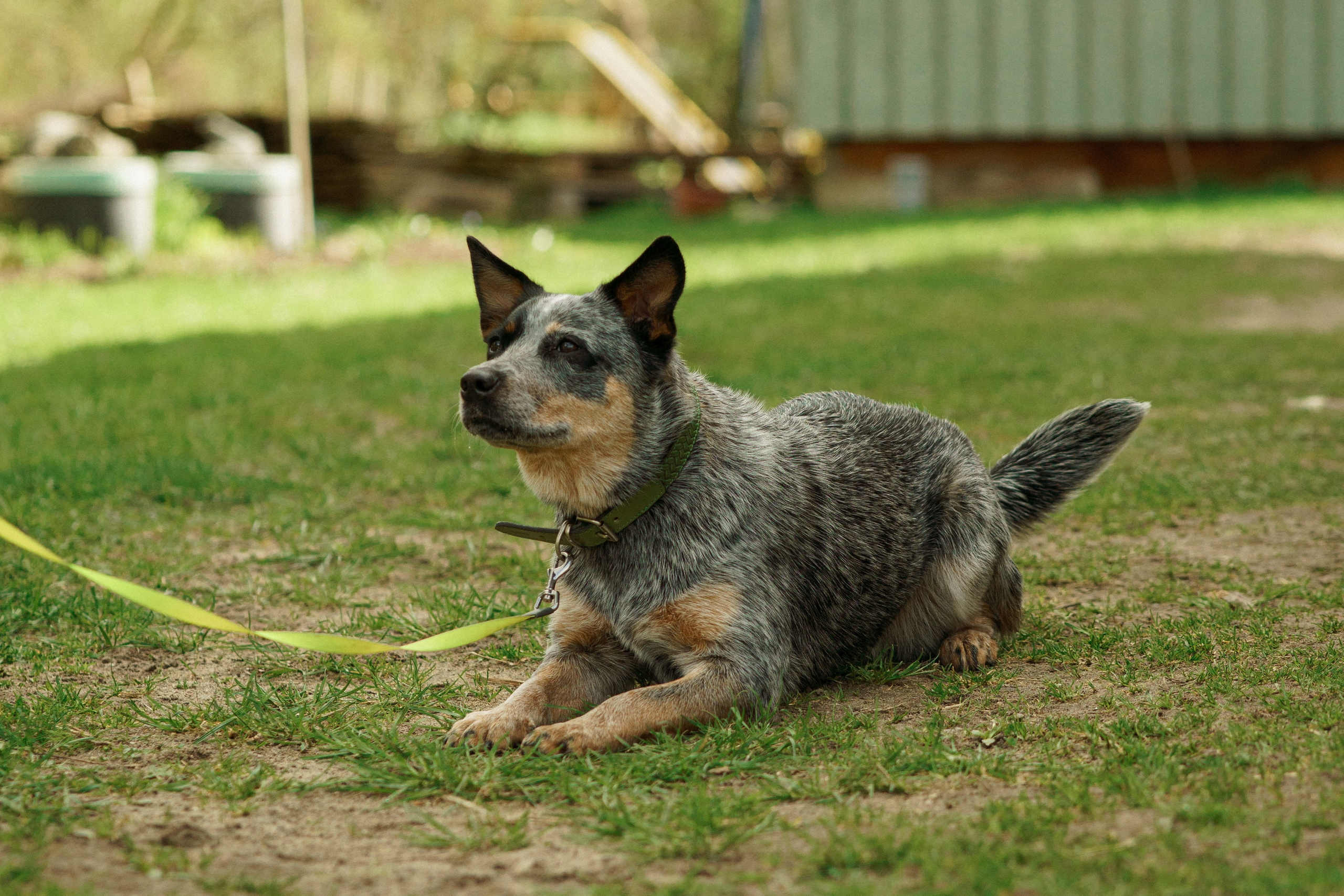 Herding Days, 26 apr. 2025. Kat Laisaar — Pet photographer in Tallinn