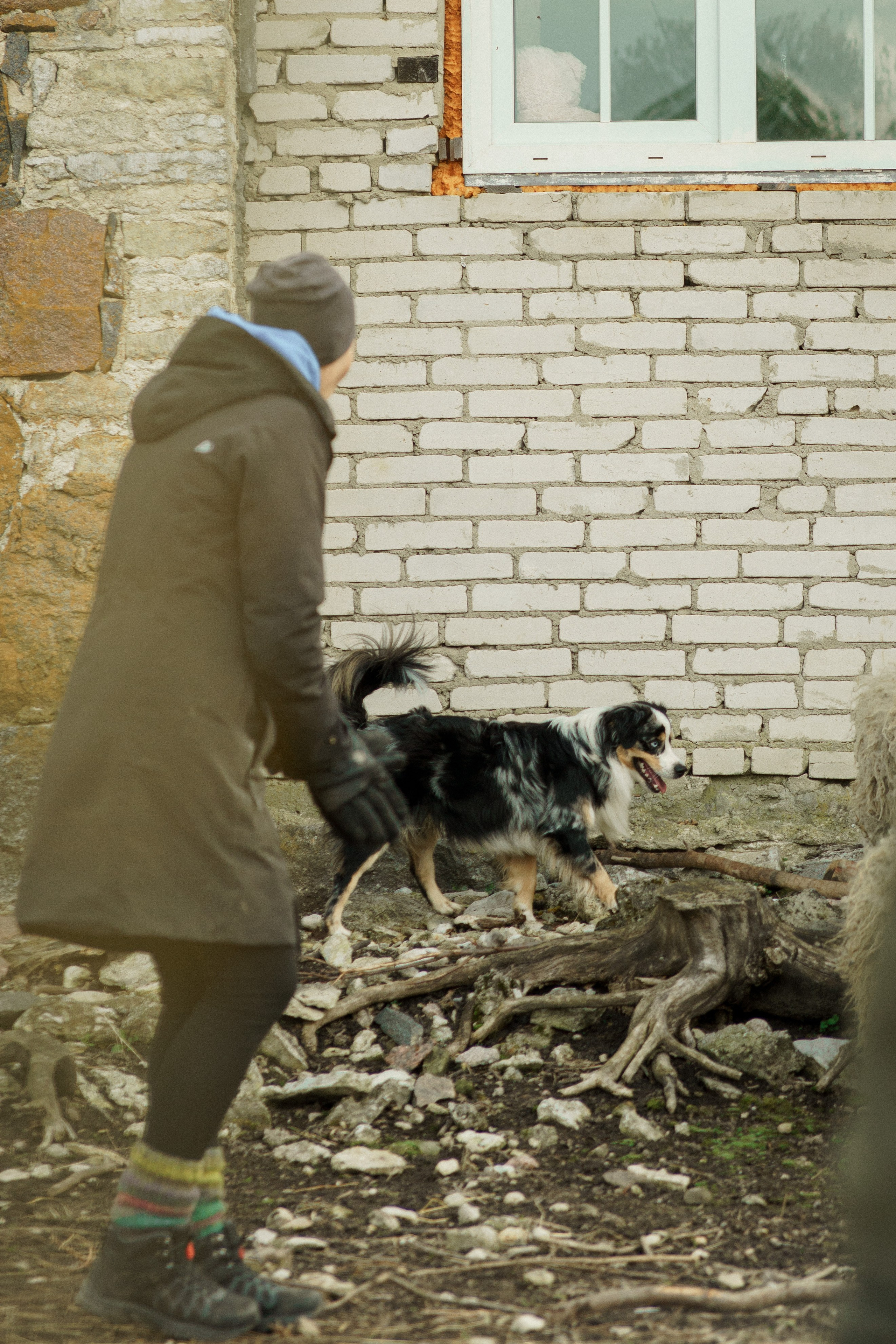 Herding Days, 26 apr. 2025. Kat Laisaar — Pet photographer in Tallinn