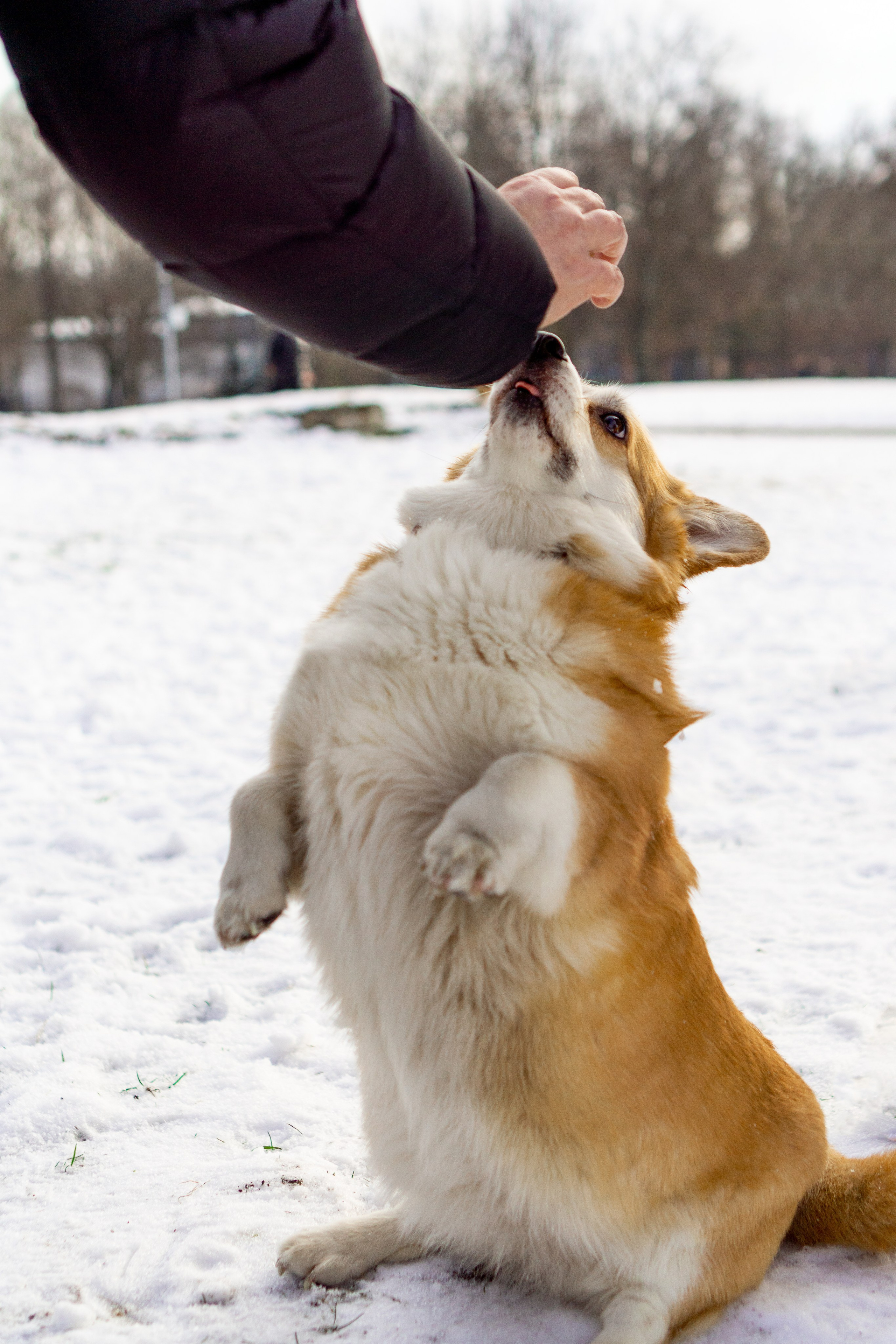 Corgi party, 23 feb. 2025. Kat Laisaar — Pet photographer in Tallinn