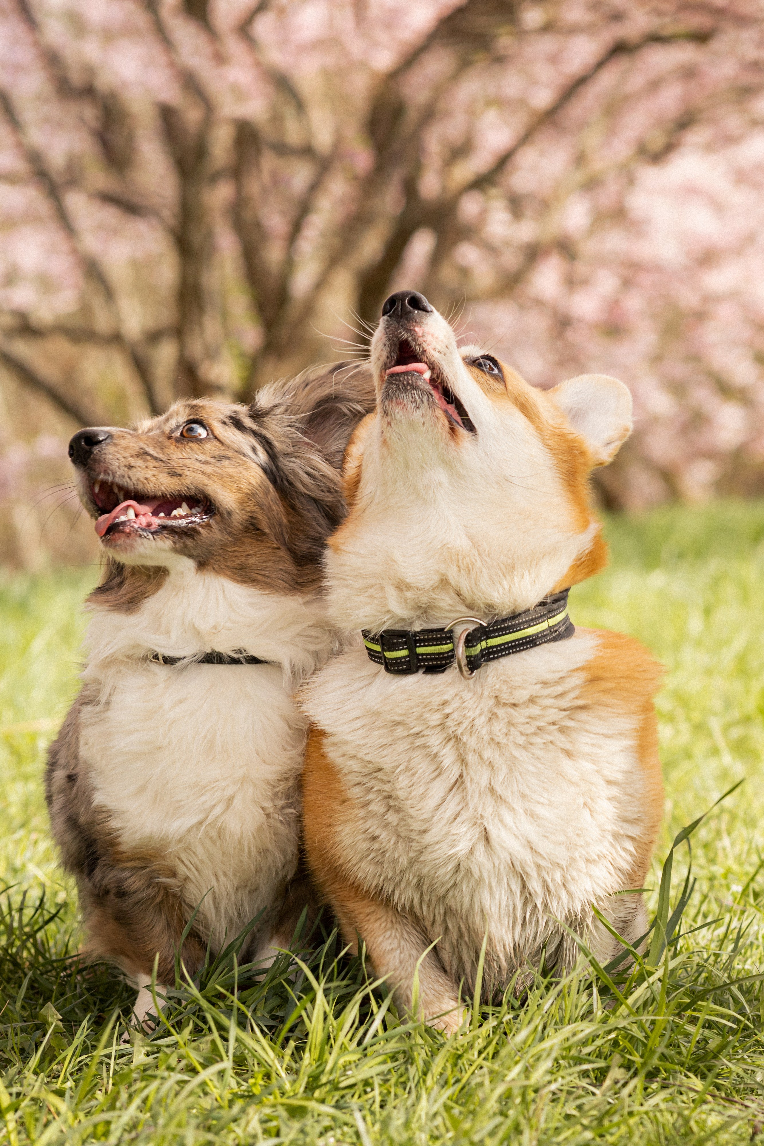 Corgis in Sakura blossom. Kat Laisaar — Pet photographer in Tallinn