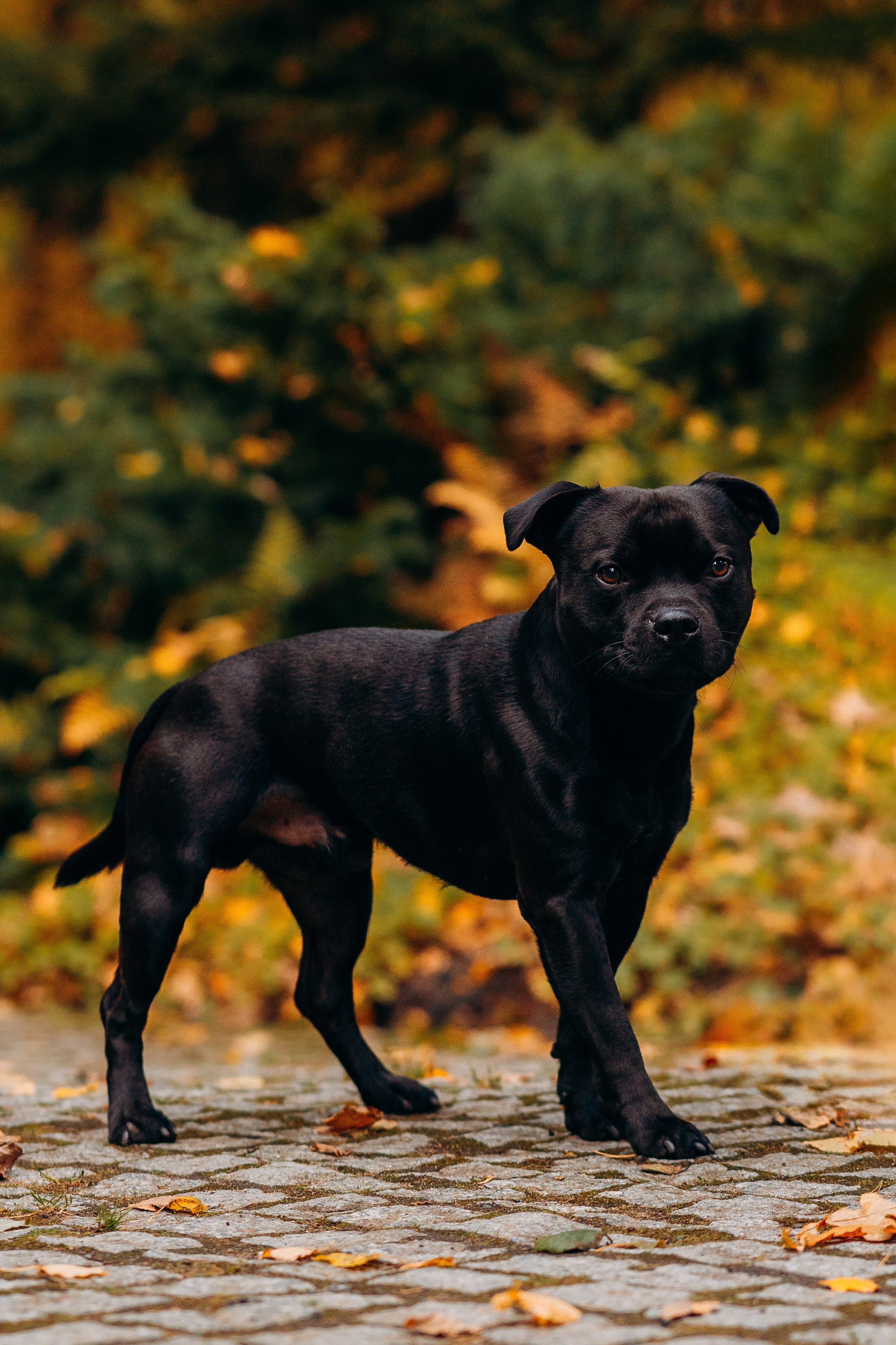 Staffordshire Bull Terriers Meetup. Kat Laisaar — Pet photographer in Tallinn