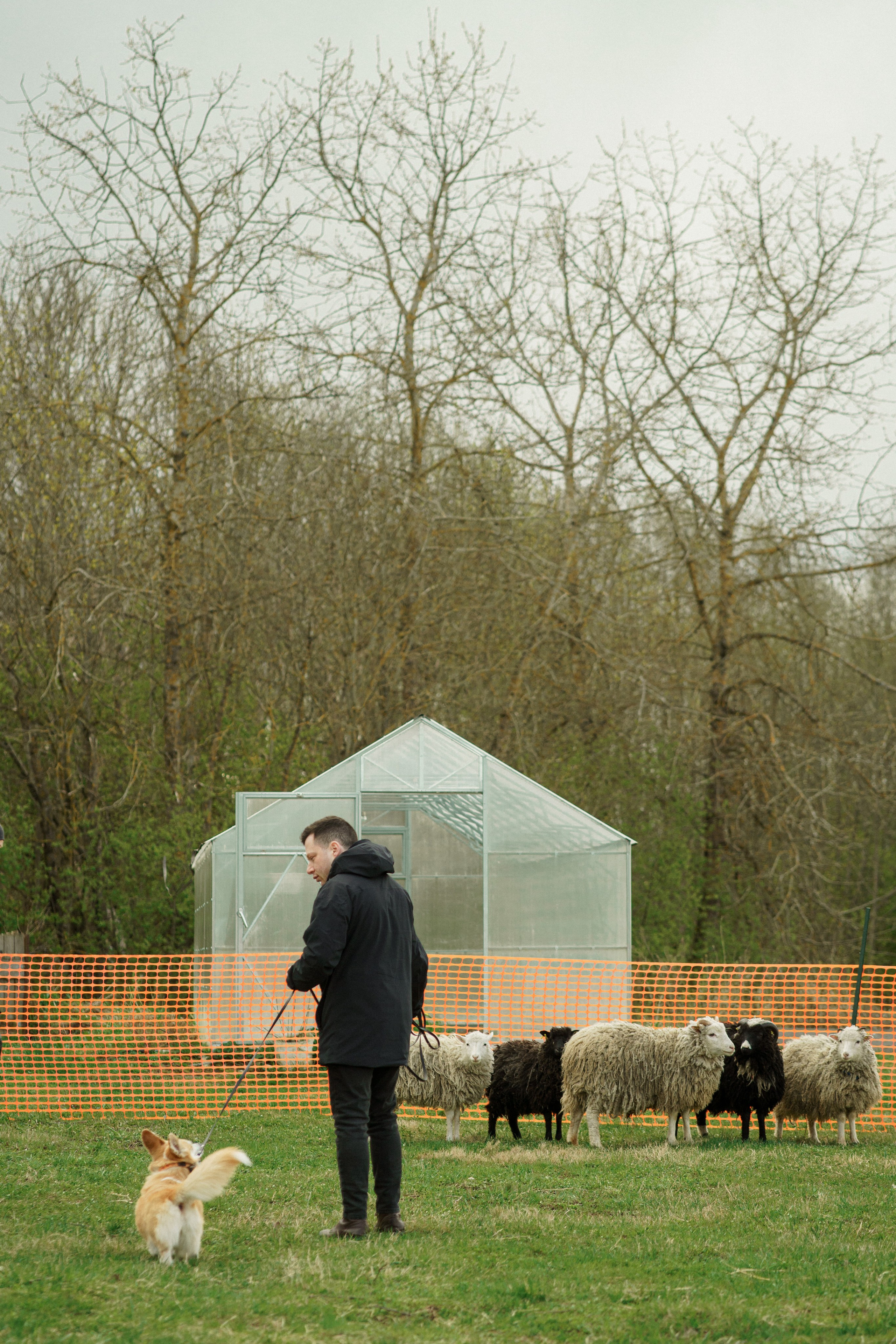 Herding Days, 26 apr. 2025. Kat Laisaar — Pet photographer in Tallinn