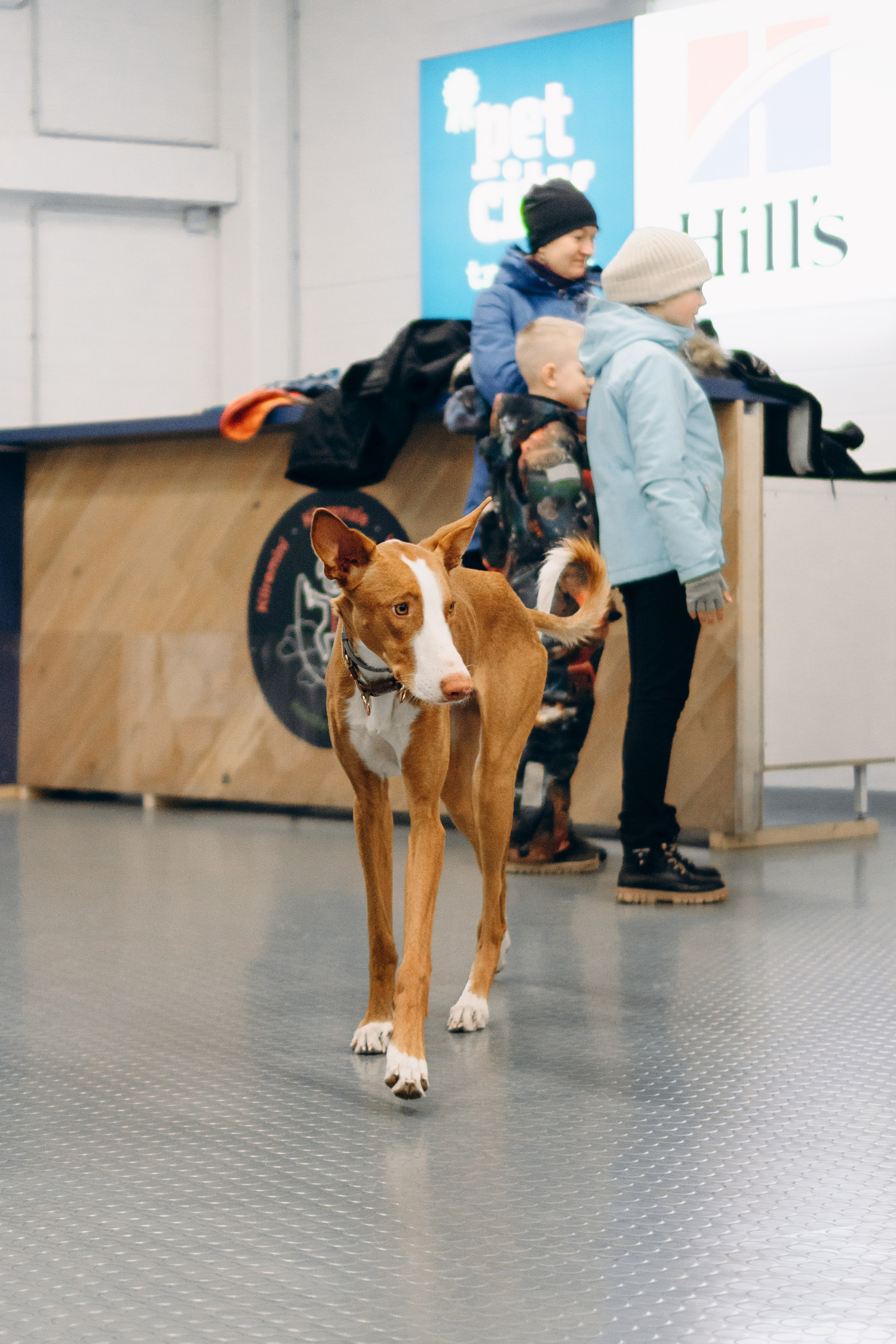 GalgoTreff / PetCity Rannamõisa, 13 apr. 2025. Kat Laisaar — Pet photographer in Tallinn