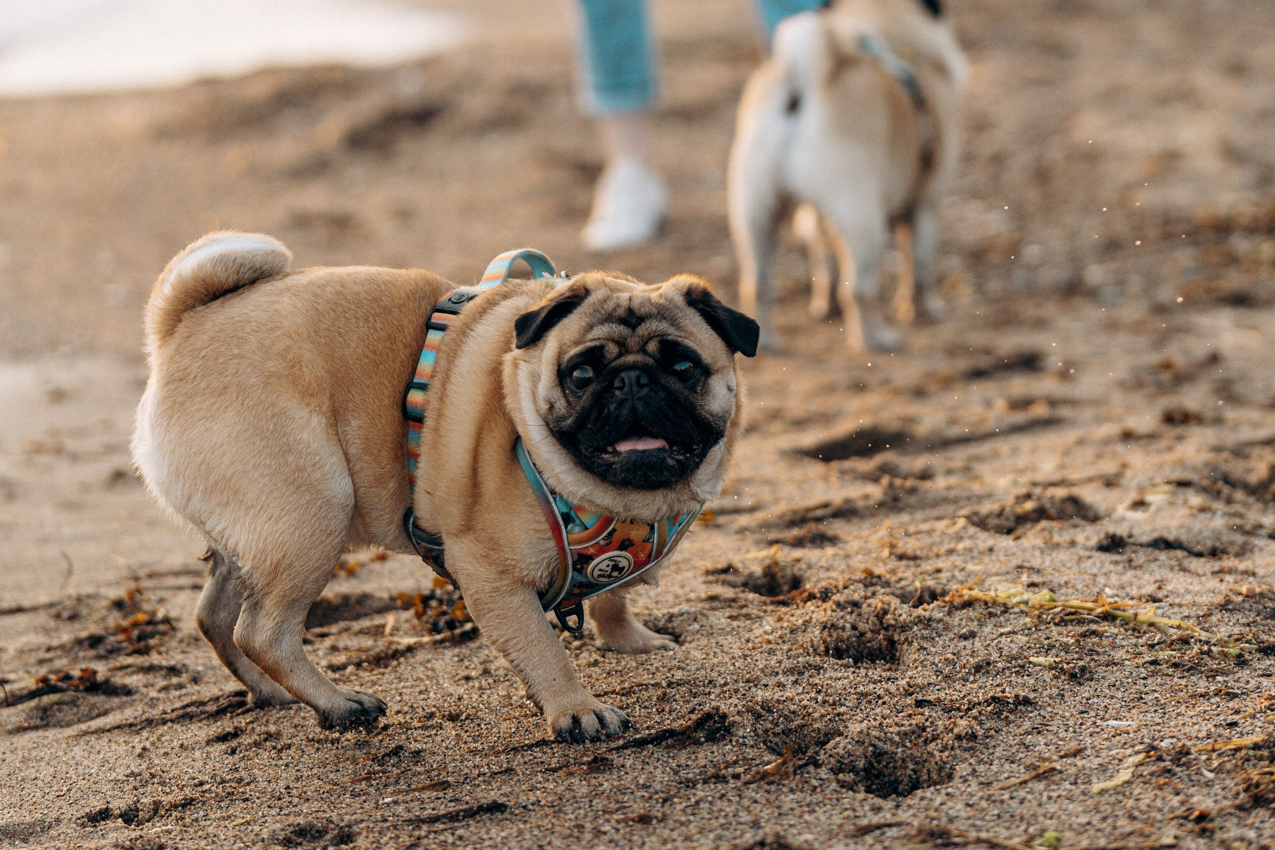 Frank, Tony, Katerina & Lev. Kat Laisaar — Pet photographer in Tallinn
