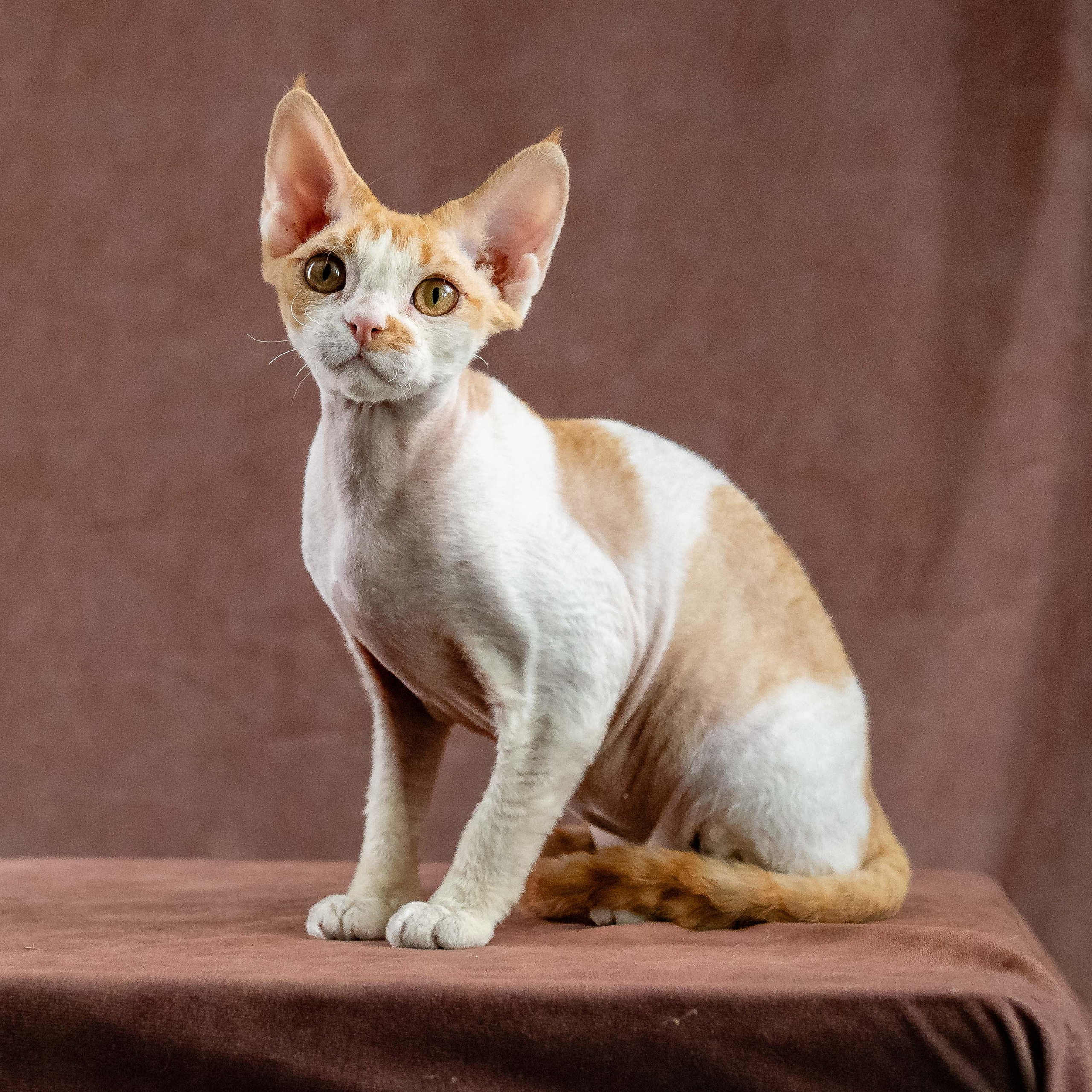 Nika. Devon Rex Pixie Cattery