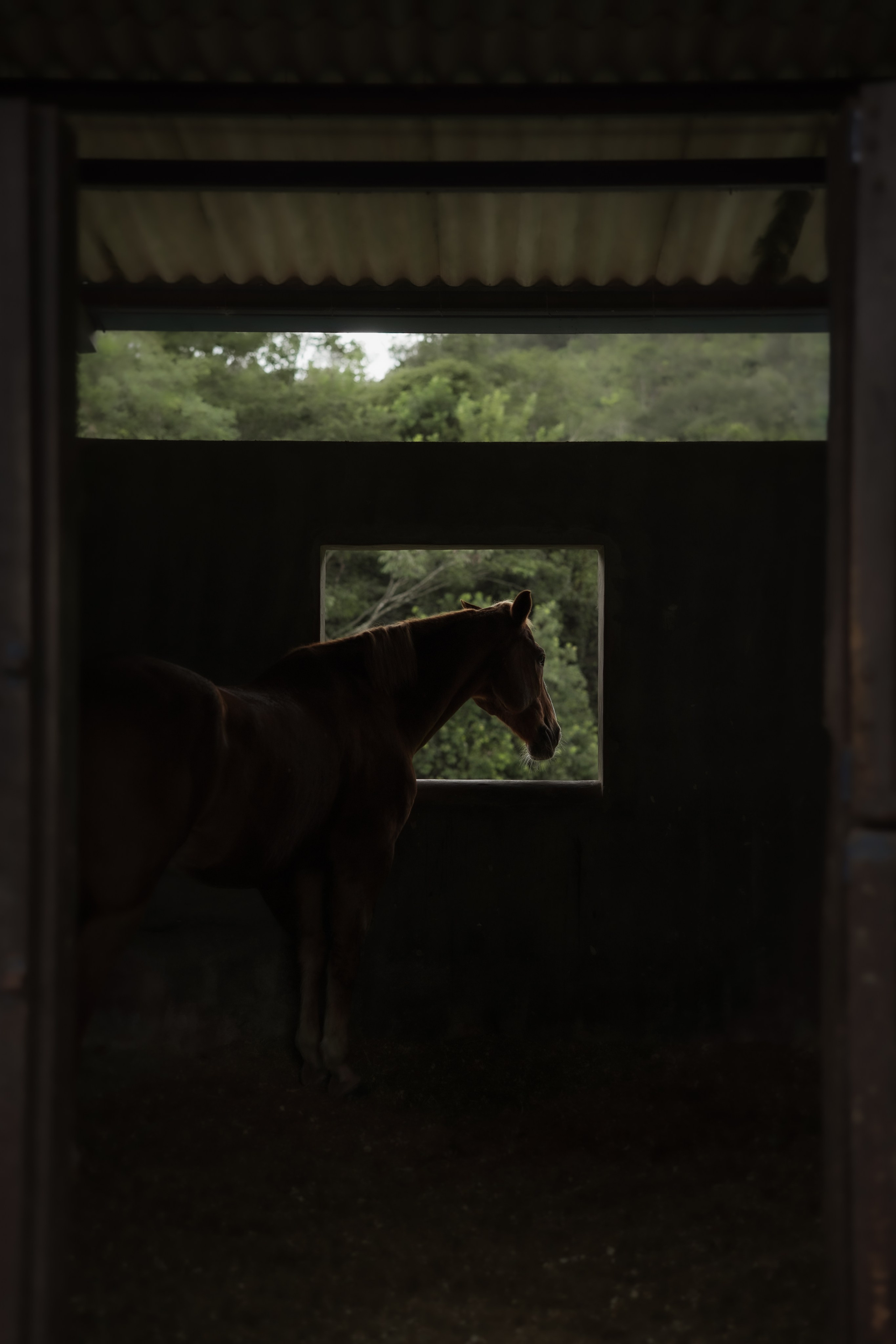 Um pré-casamento no campo em Minas Gerais com cavalo, paisagem natural e retratos com estética clássica. Fotografia para casais que desejam um ensaio sofisticado, emotivo e com linguagem editorial.