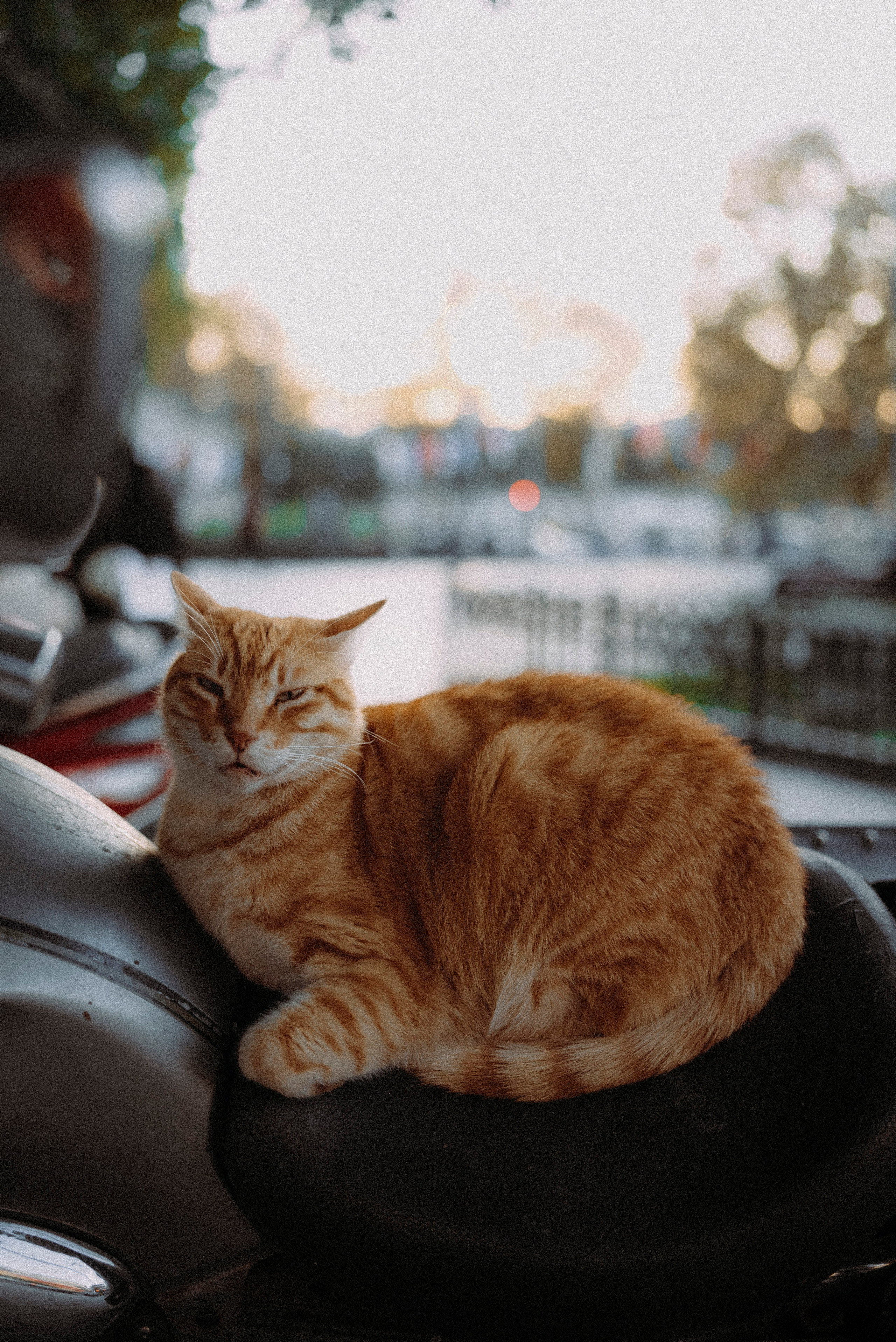 СТАМБУЛ. Стрит-фотография, полная абсурда, идиотизма и красоты