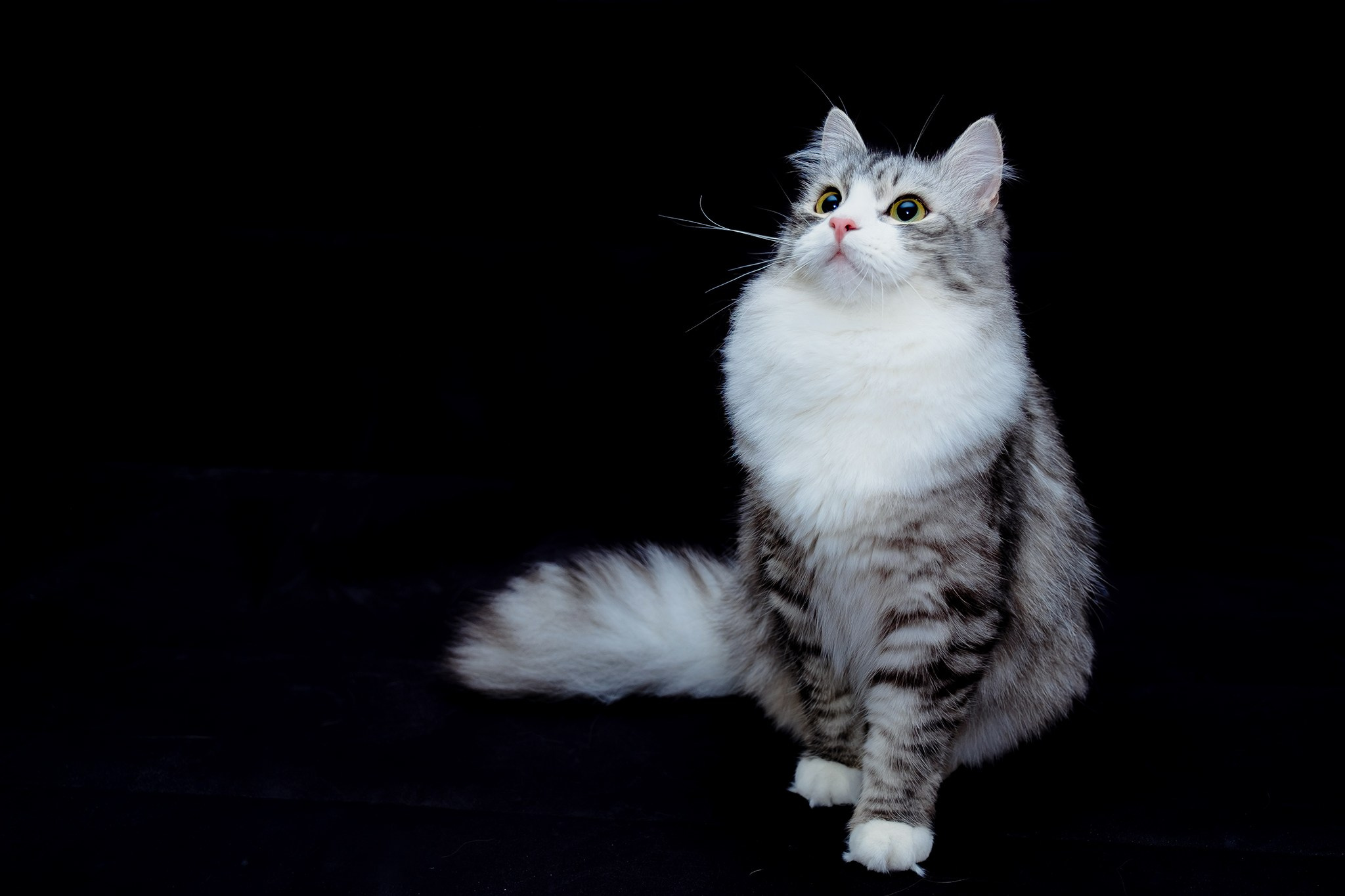 Katzen | Females. SIBERIALIS: Katzenzucht von Sibirischen und Neva Masquarade Katzen