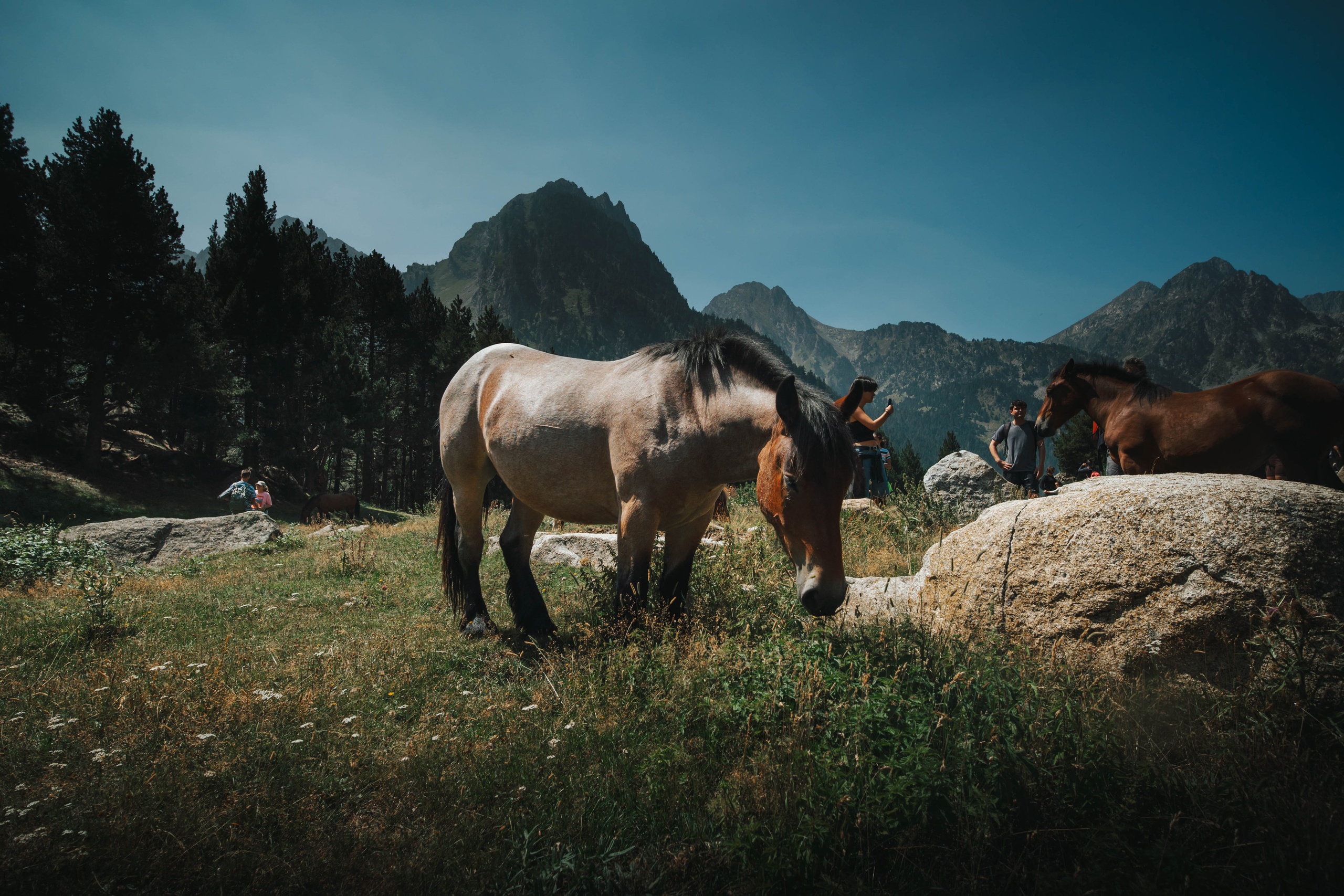 Parque Nacional de Aigüestortes y Estany de Sant Maurici. Alba del Norte Studio