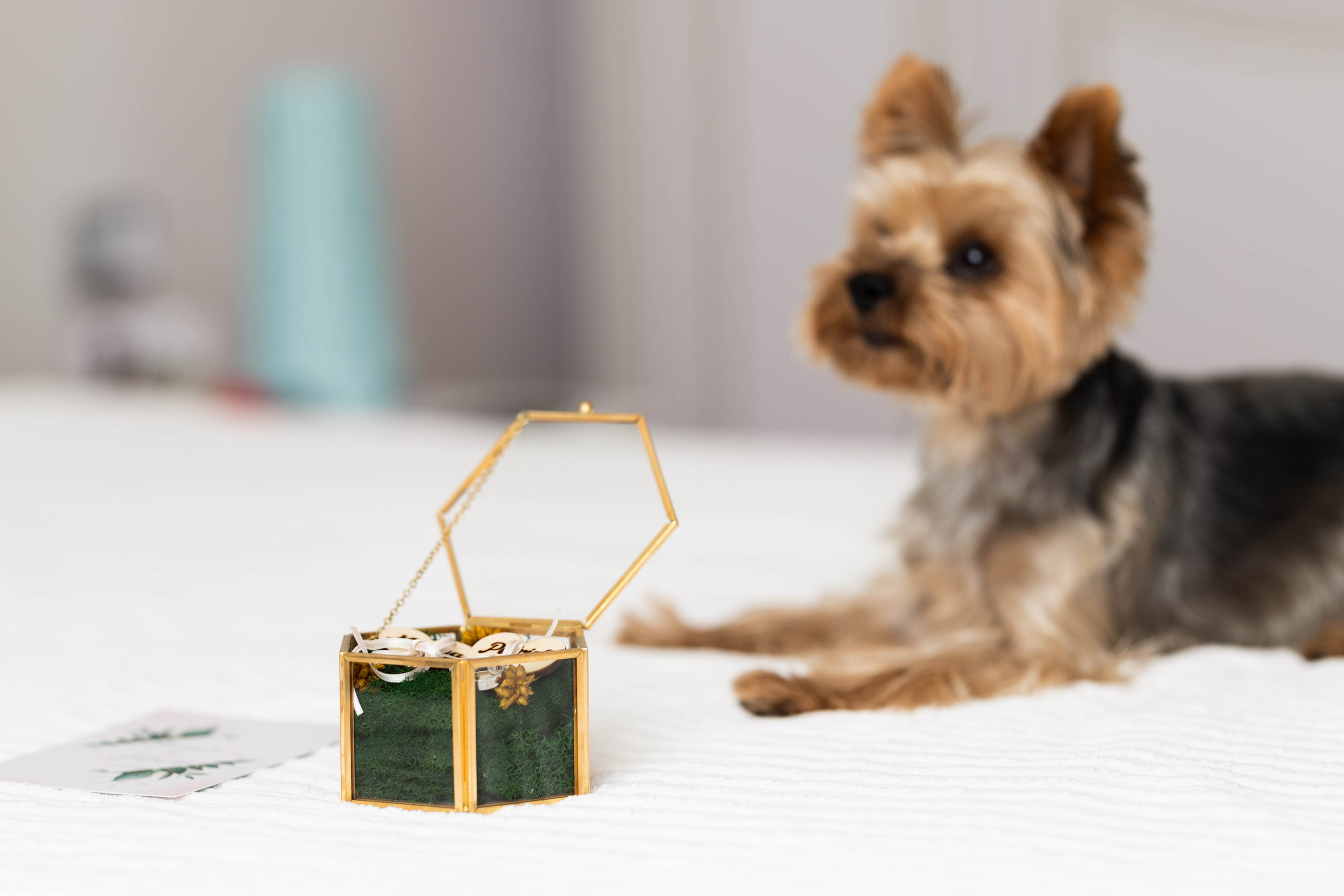 Nuntă Patrick și Miruna. Fotograf de nuntă Balint Zsolt