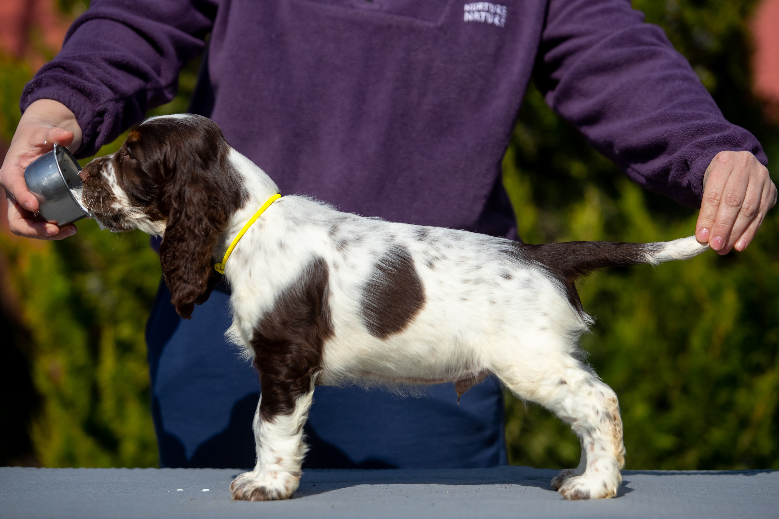 Male — Yellow collar 💛. Website of the titled stud dog of the Springer Spaniel breed