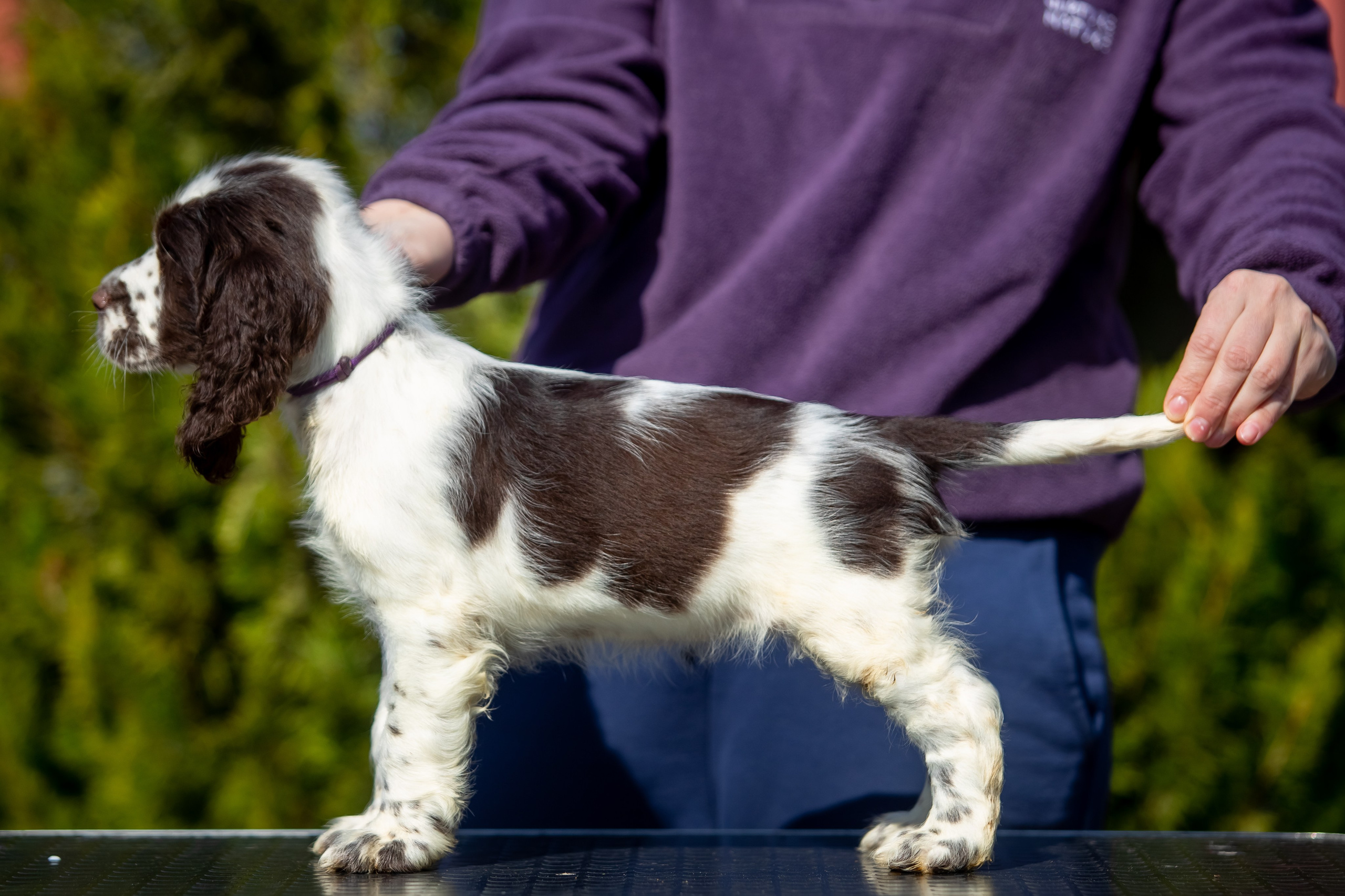 Female — Purple collar💜. Website of the titled stud dog of the Springer Spaniel breed