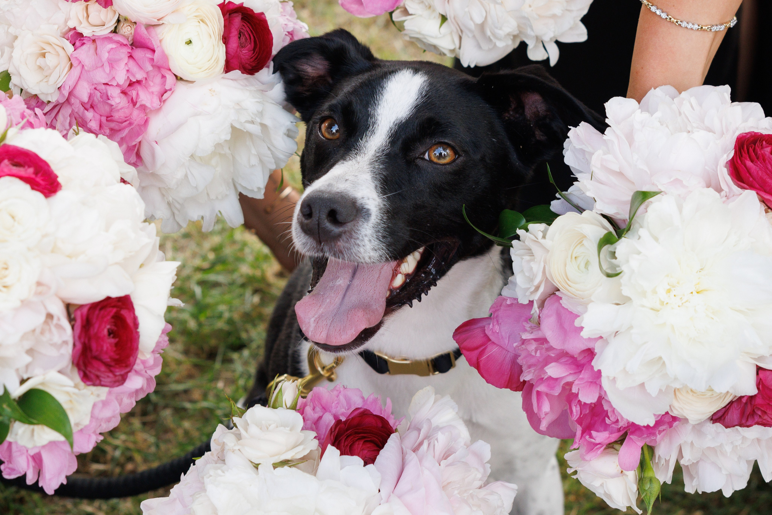 Angelica & Conor. Wedding Photo & Video