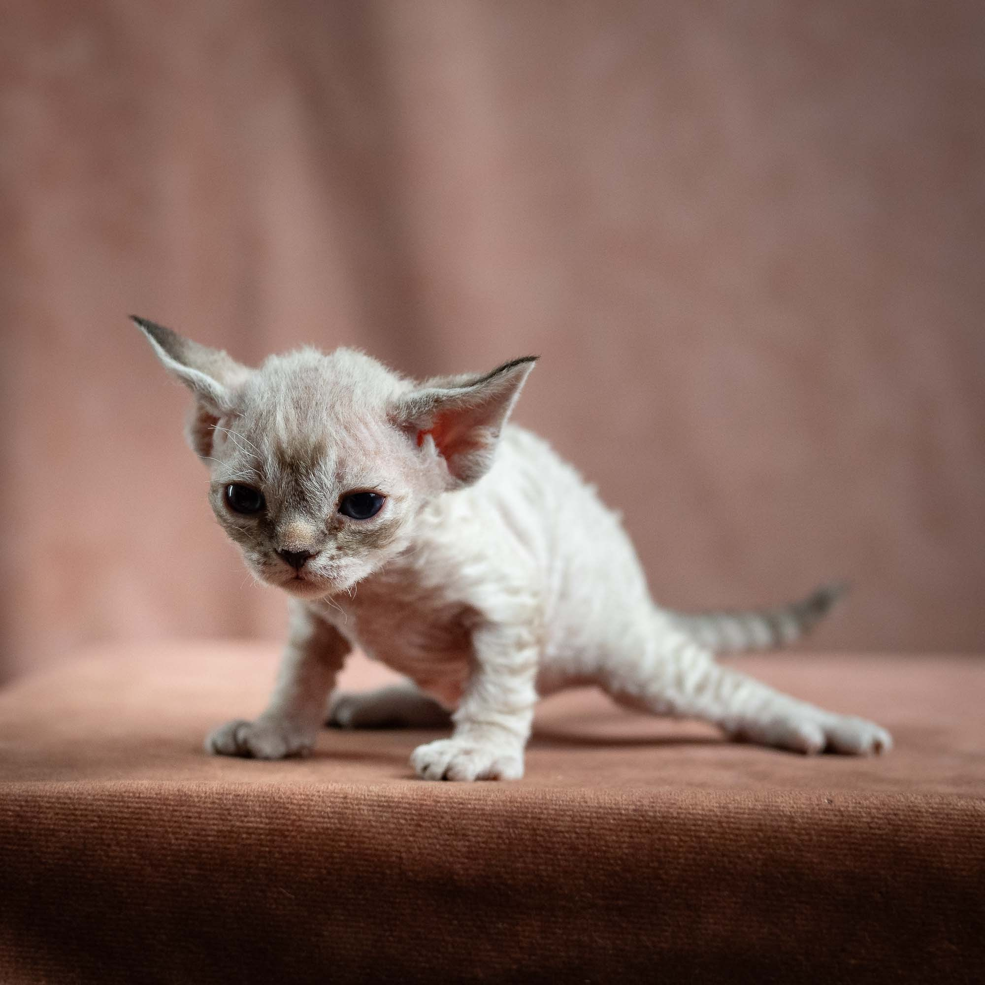 Nellie, girl, born 01.17.26. Devon Rex Pixie Cattery