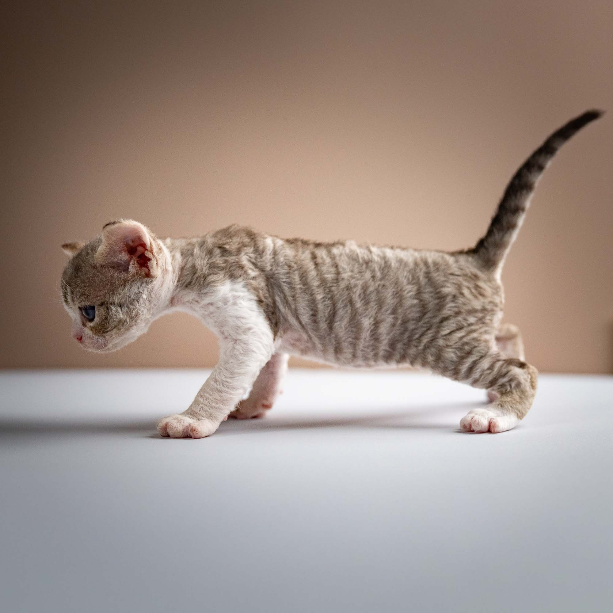 Sebastian, boy, born 05.15.26. Devon Rex Pixie Cattery