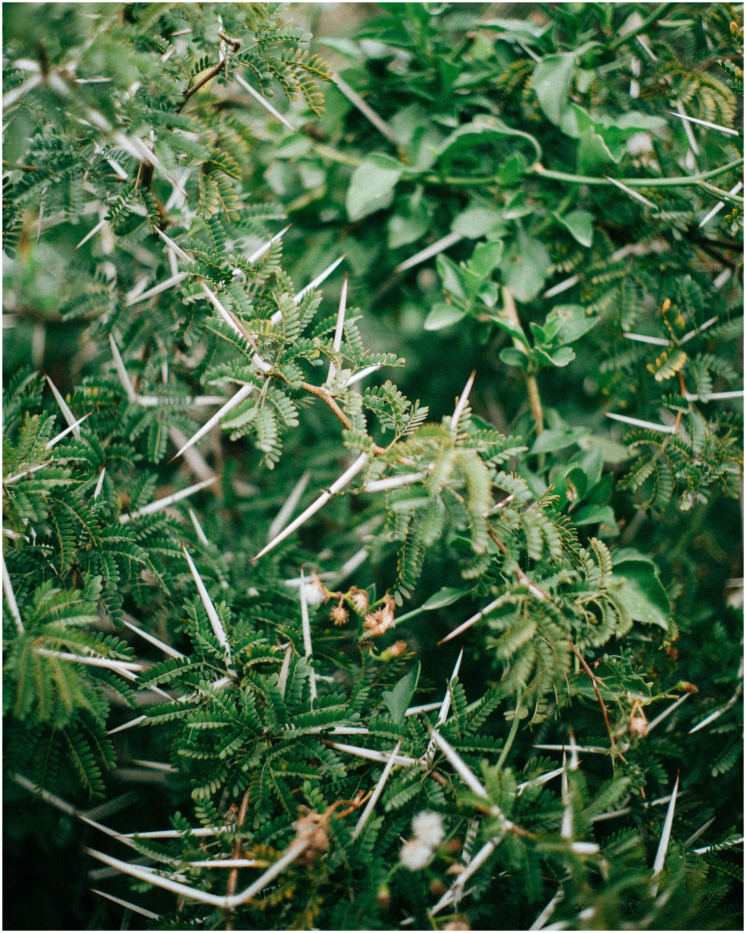 PALERMO. Photographer Inna Mendelson