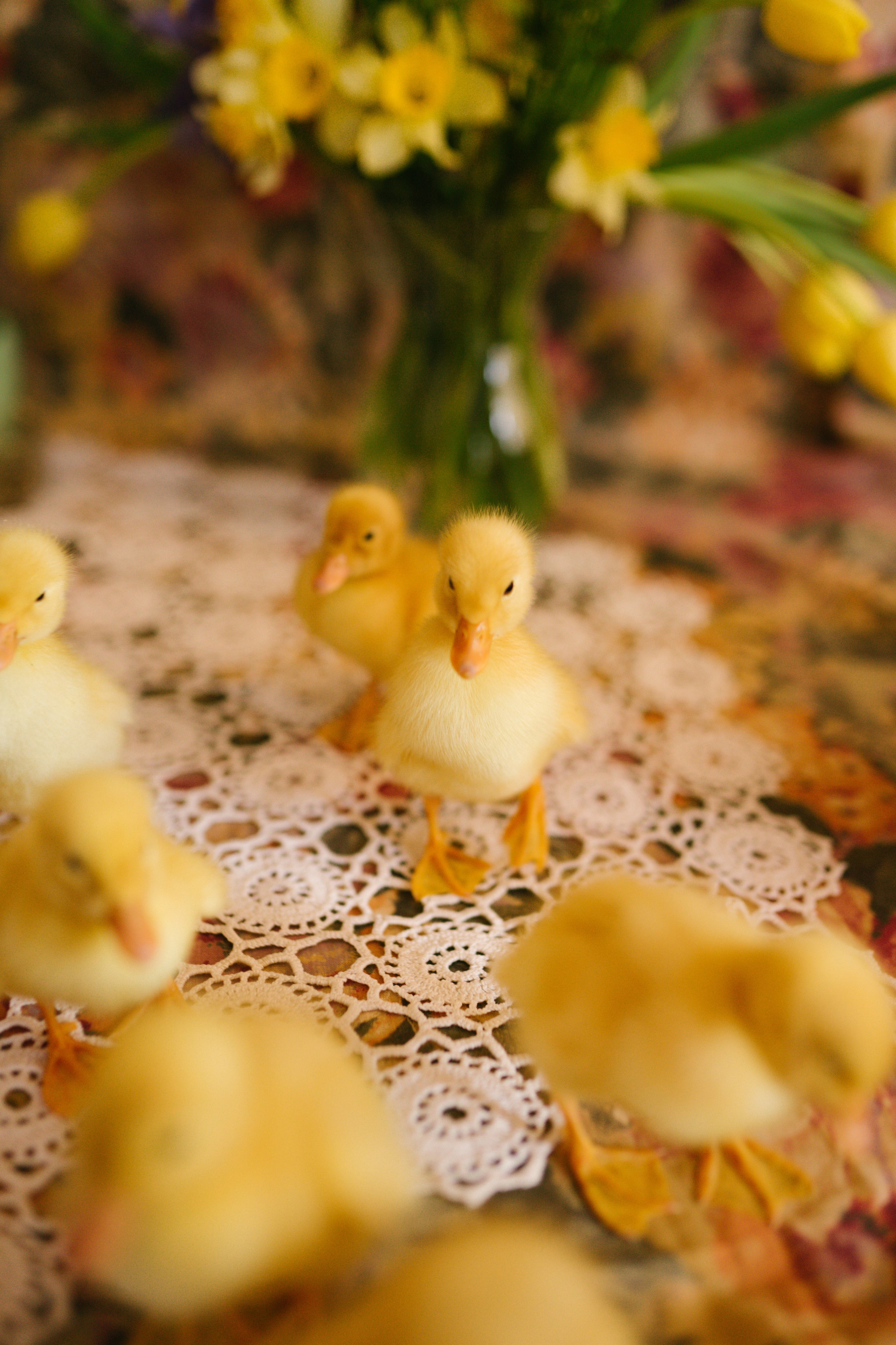 Ședințe Foto de Paște Brașov: Gălbenuș | Mădălina Beda. Madalina Beda- Artist vizual, fotograf, doula la nastere, consultant babywearing Brasov si in toata tara