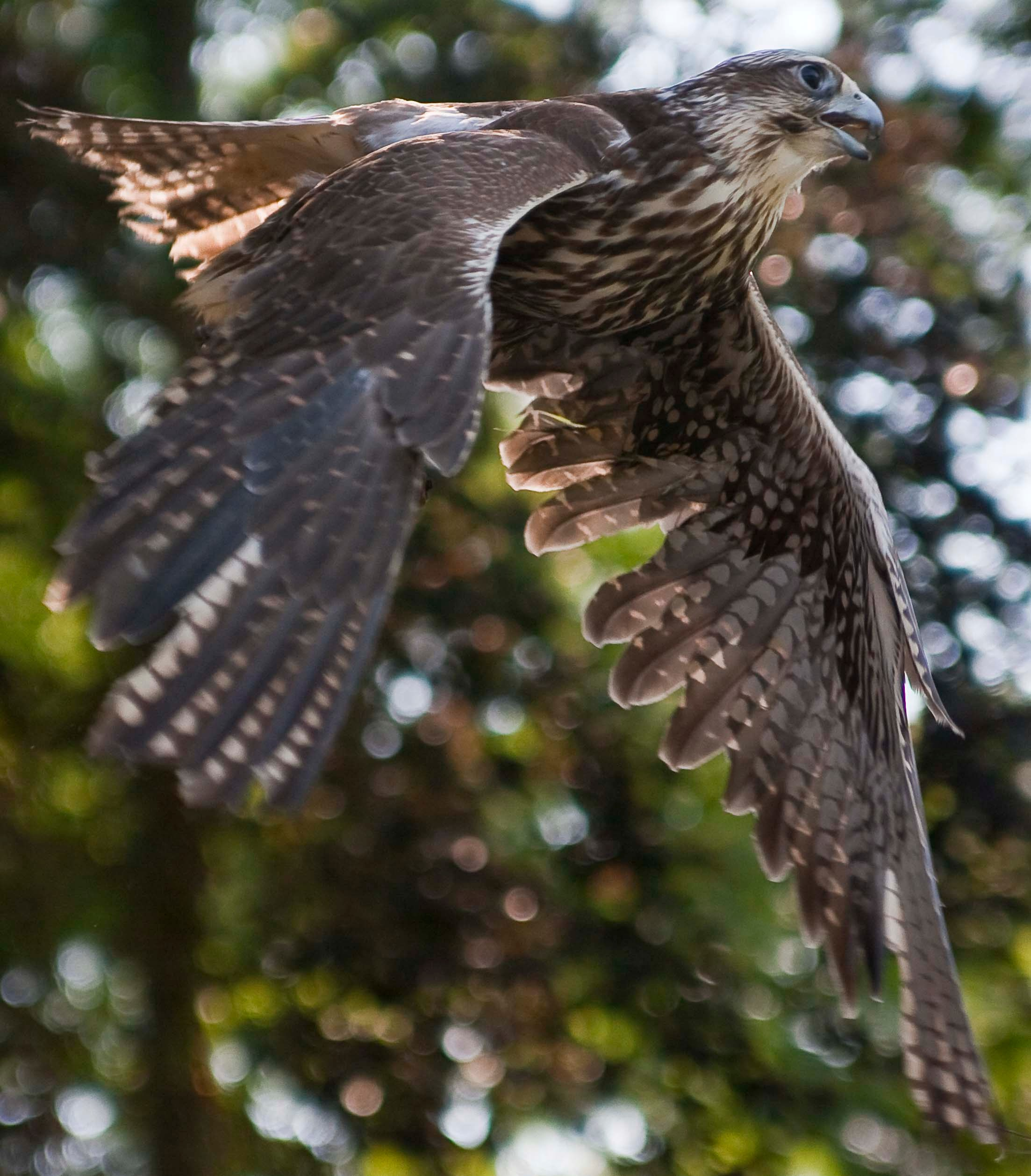 Wildpark Tambach. FOTO KREATIV