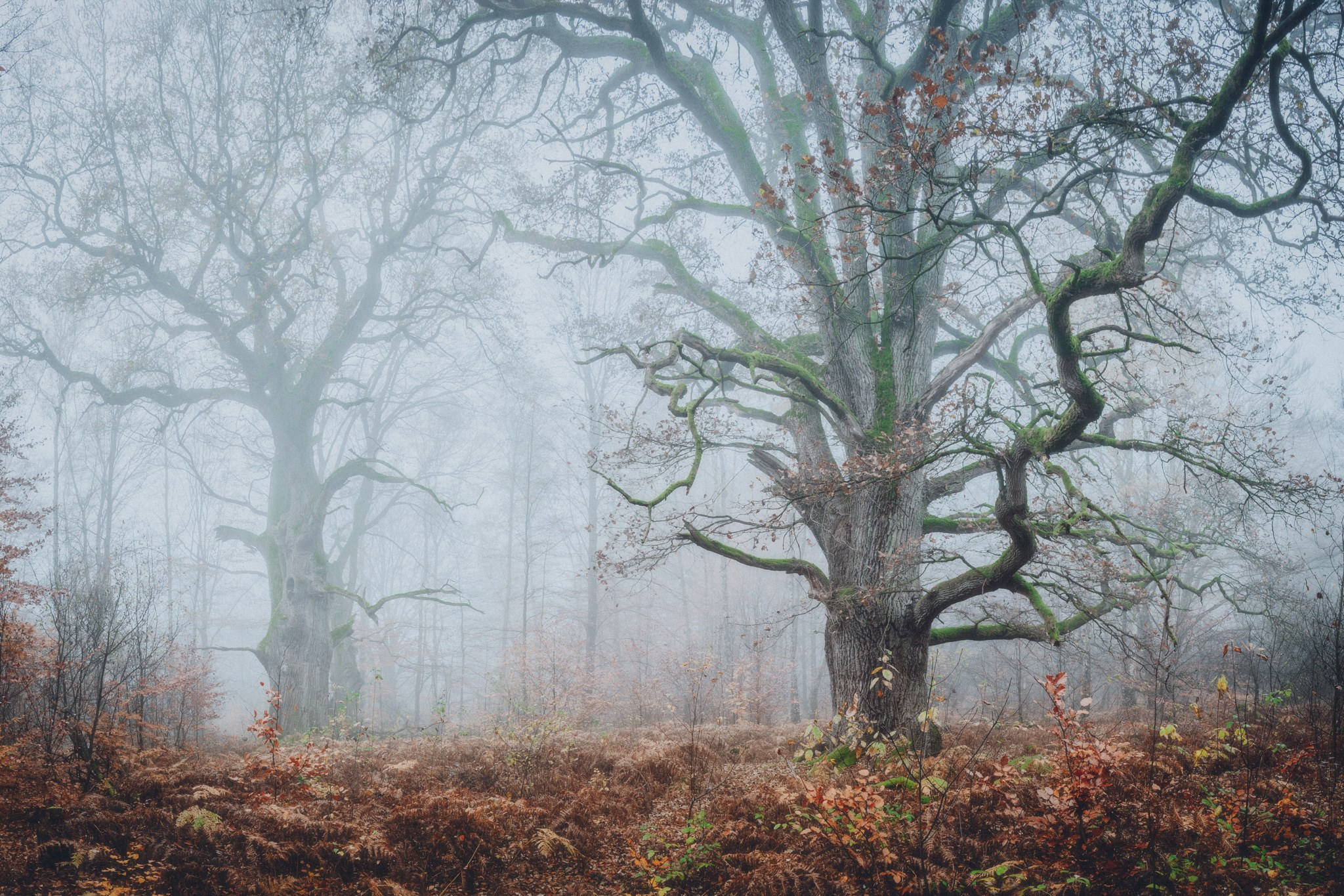 Woodlands. Nature Photographer and Videographer from Germany