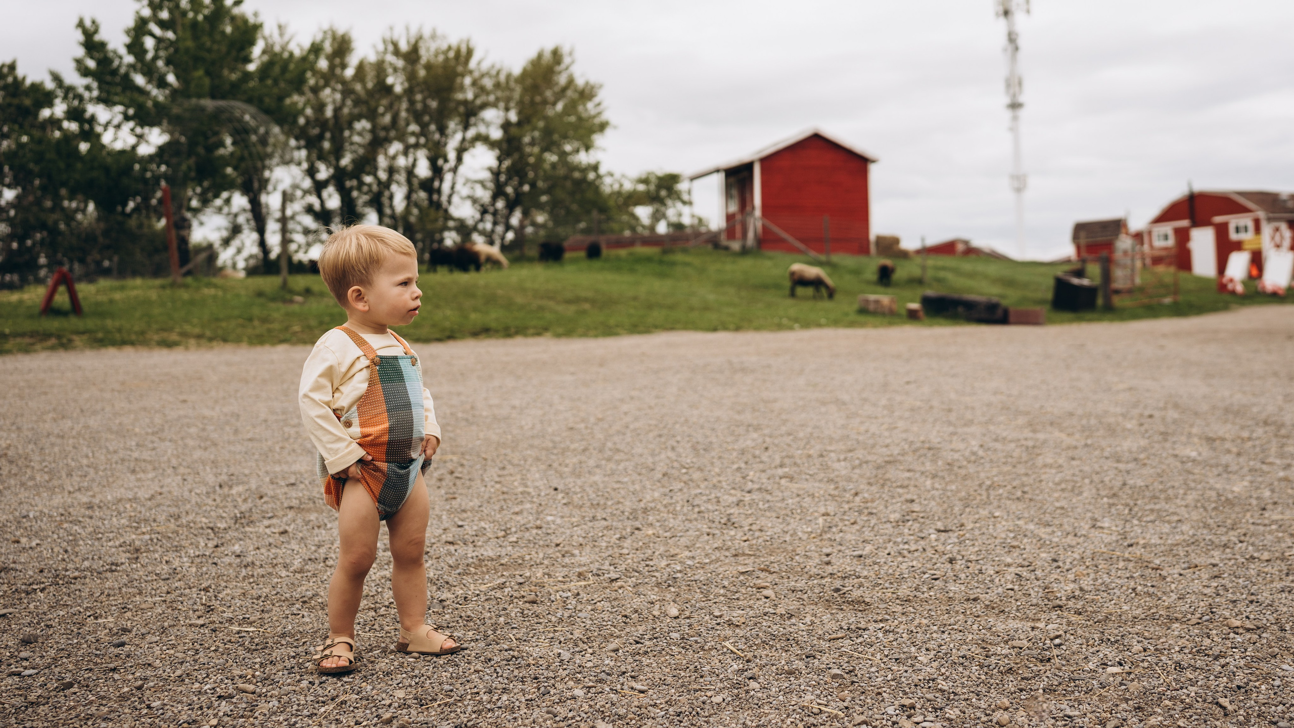 Lev. Calgary Wedding & Lifestyle Photographer — Yevhen Polishchuk