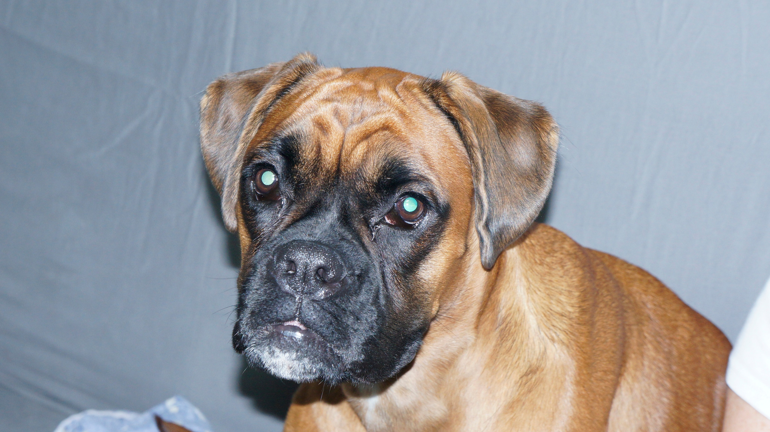 My ״Star״ Boxer Dog