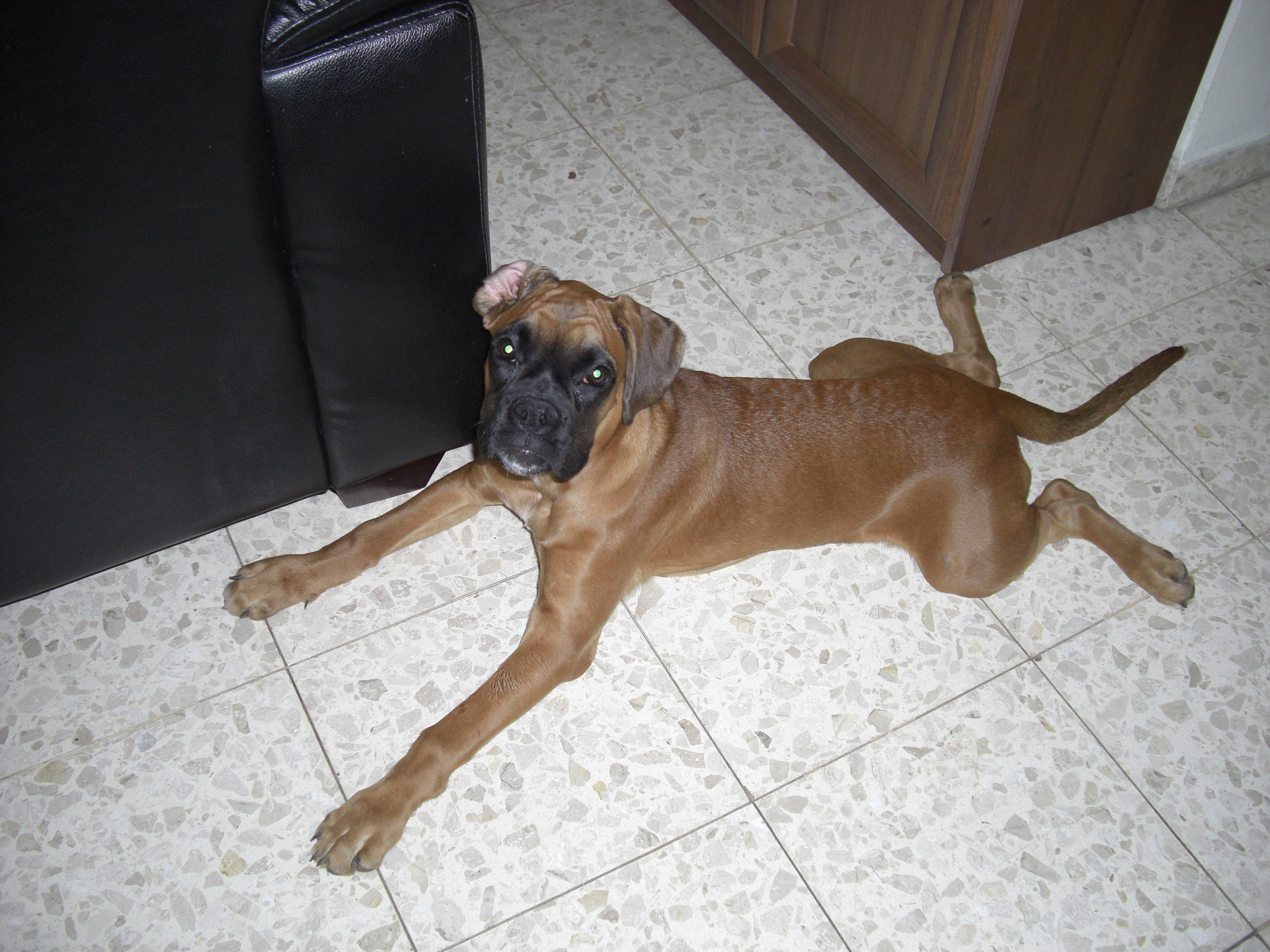 My ״Star״ Boxer Dog