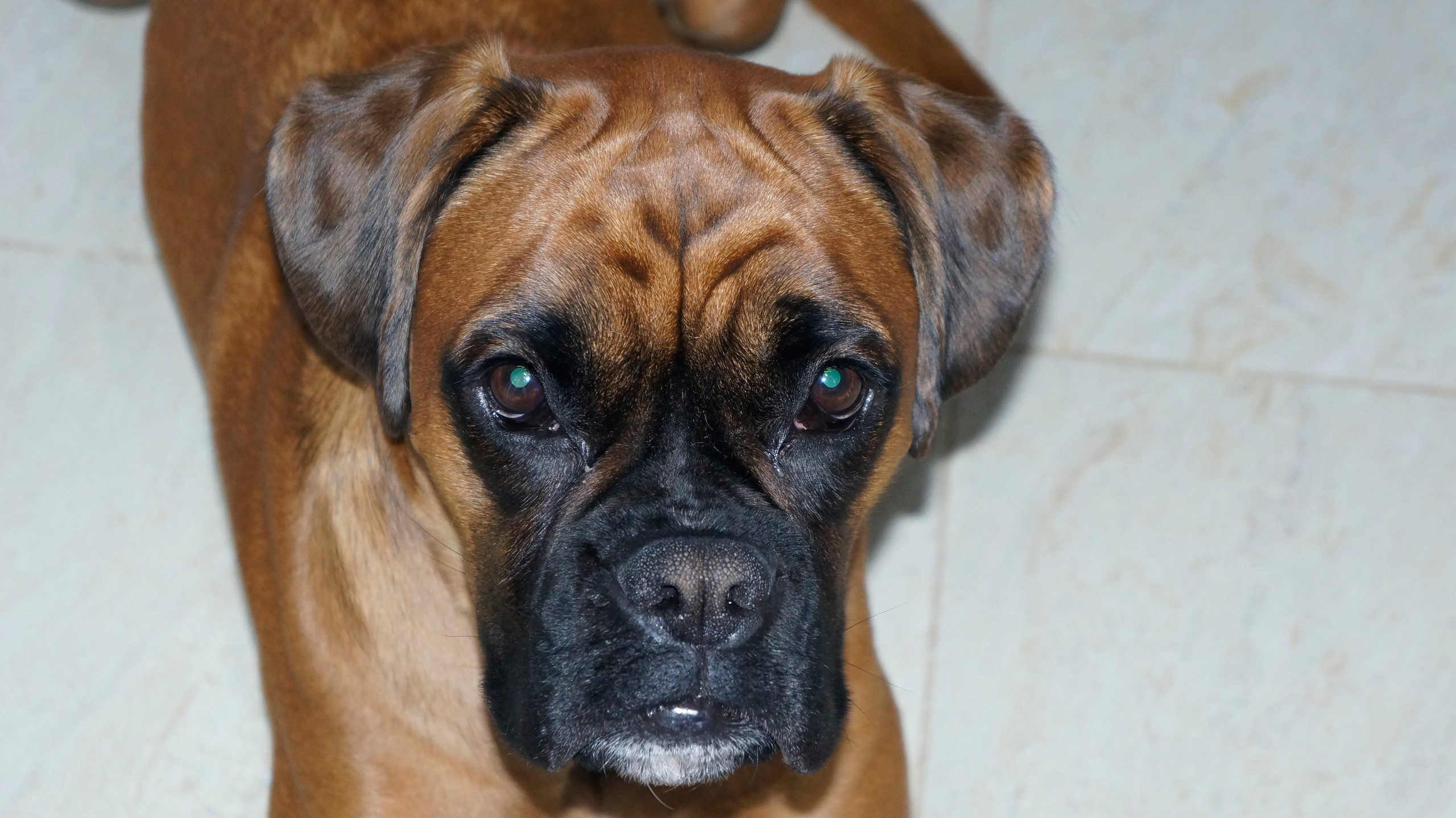 My ״Star״ Boxer Dog