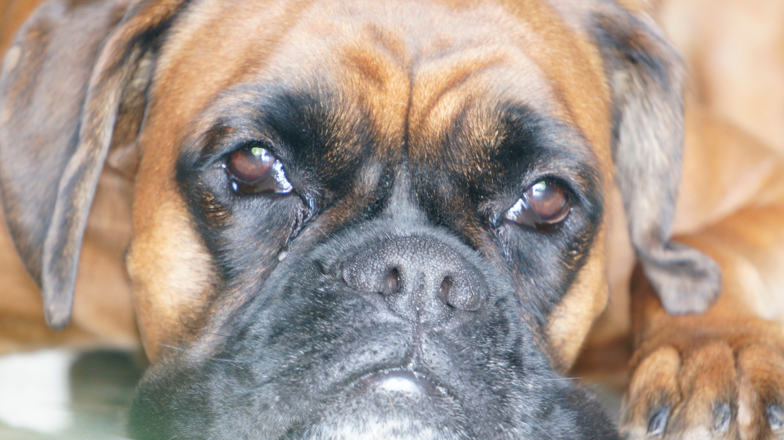 My ״Star״ Boxer Dog