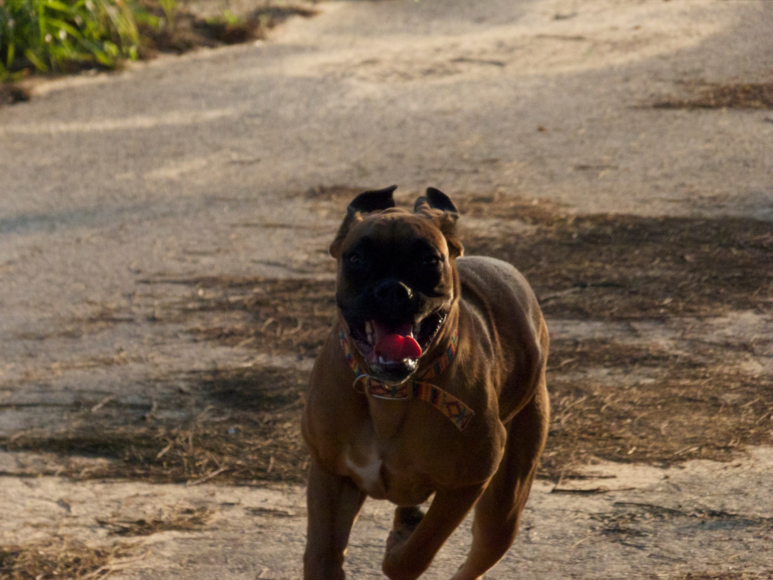 My ״Star״ Boxer Dog