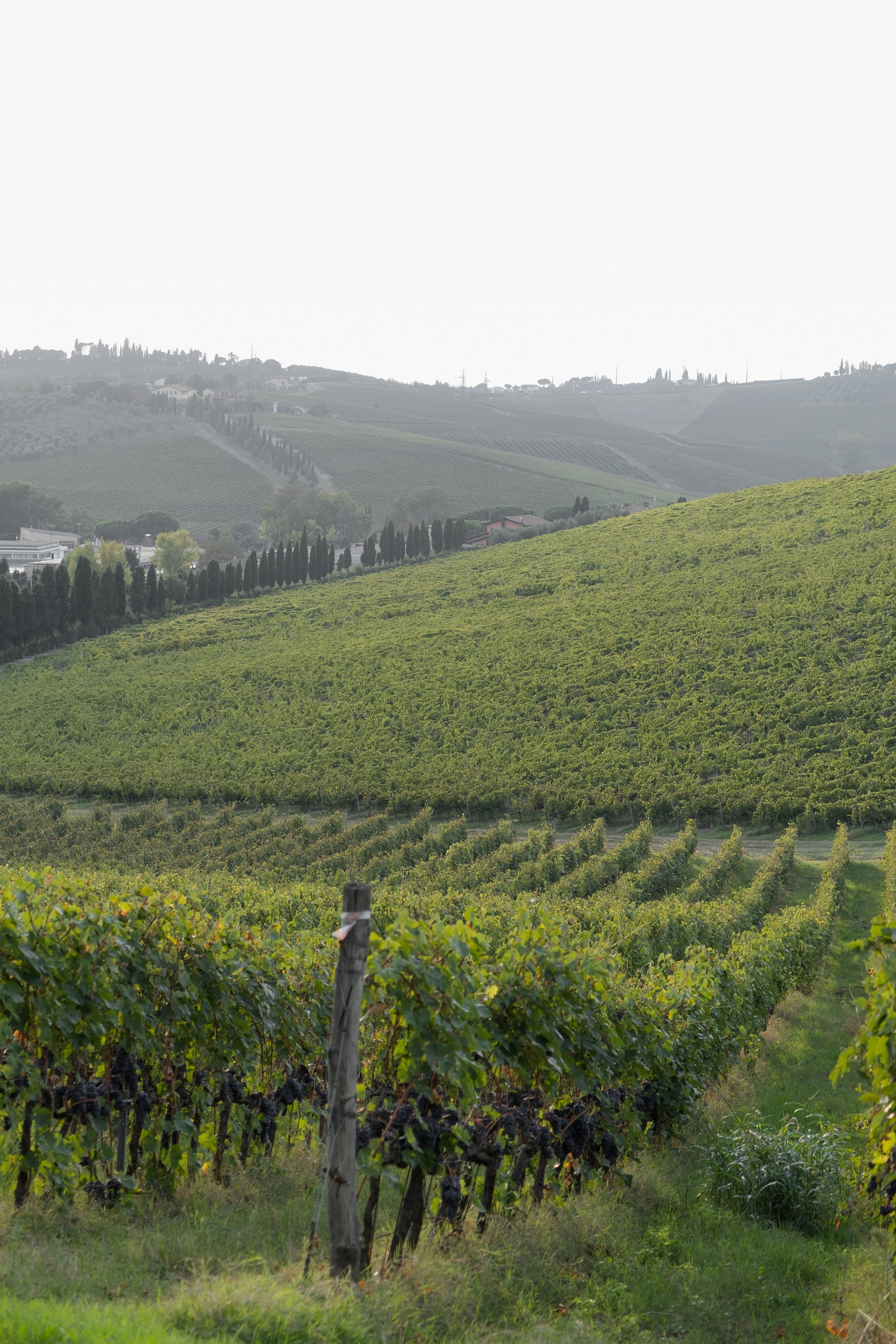 Dom&Ally. Весільний фотограф Вікторія Саврук