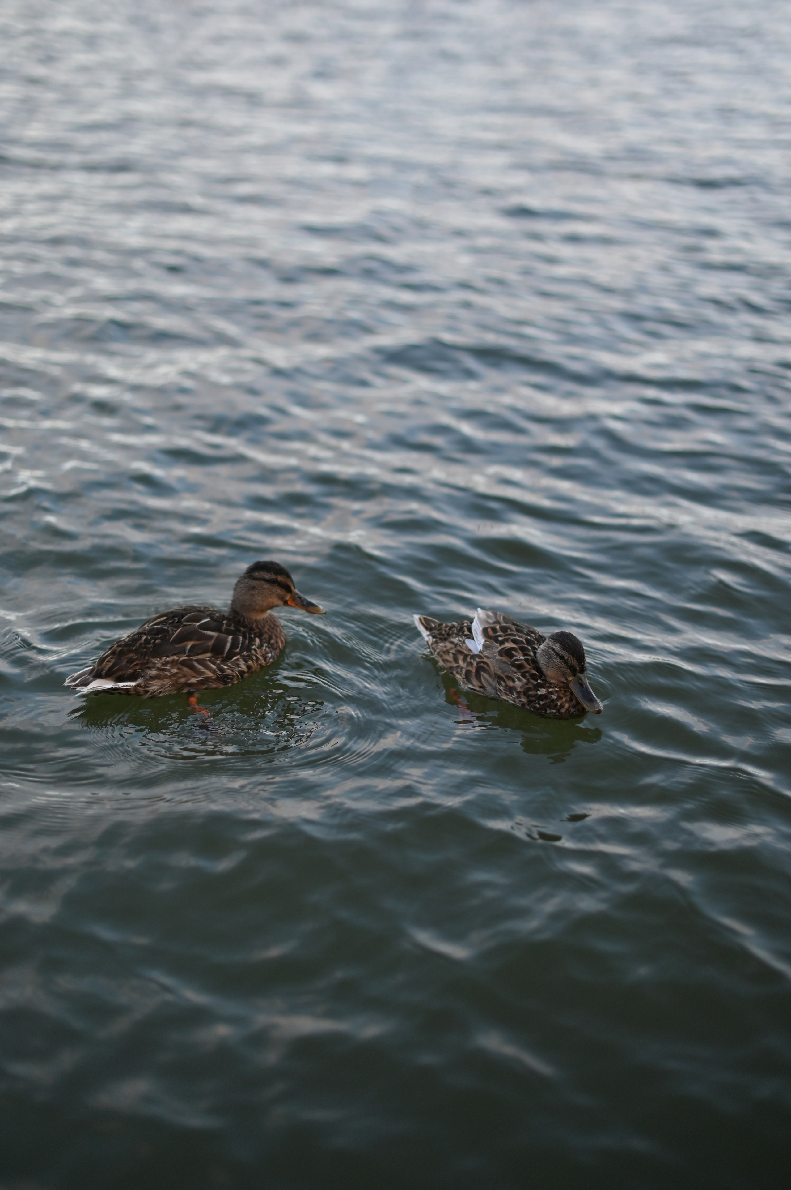 На детской площадке. Детский и семейный фотограф в финляндии дина пулкка. контент фотограф