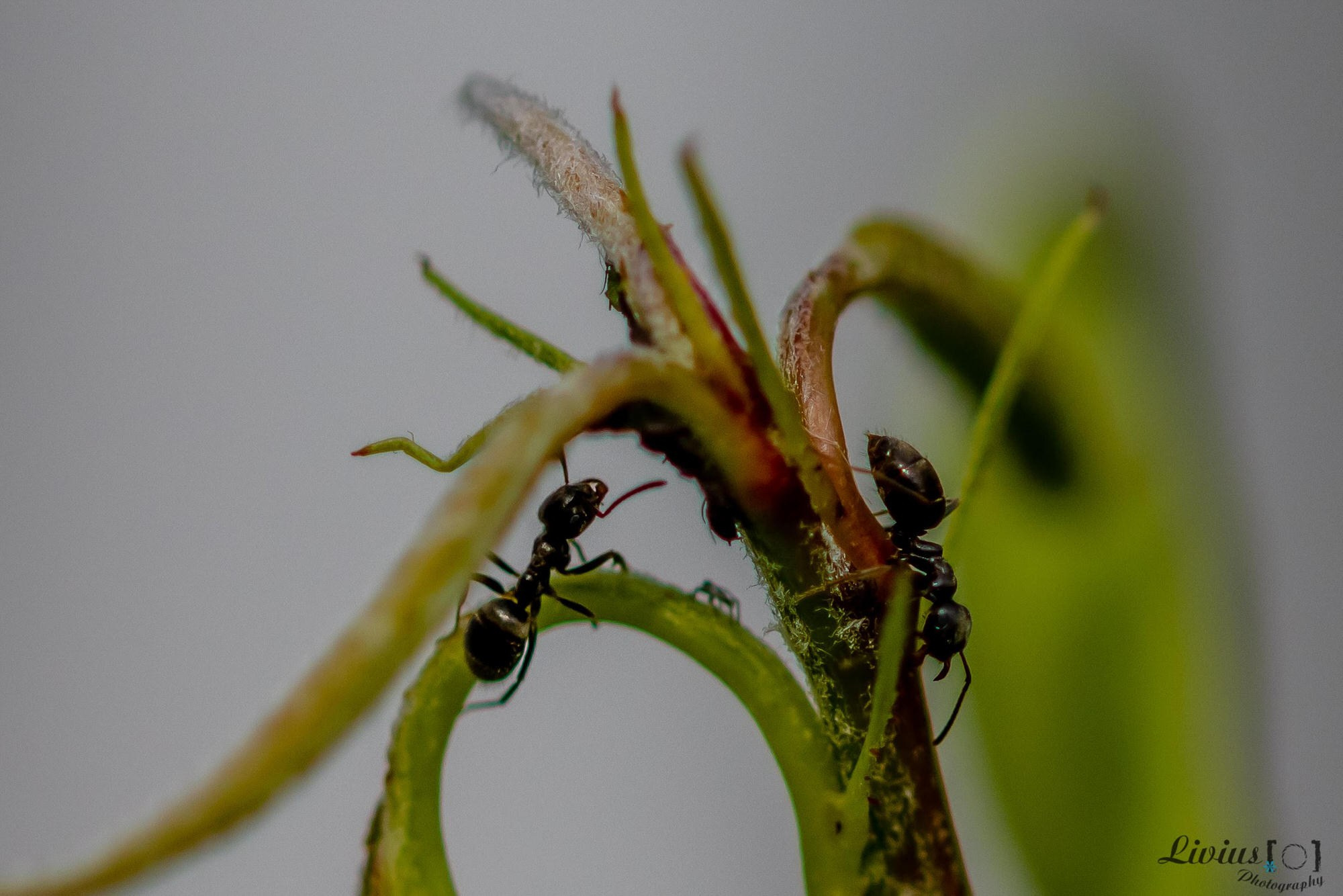 Hobby Bilder. FOTO KREATIV