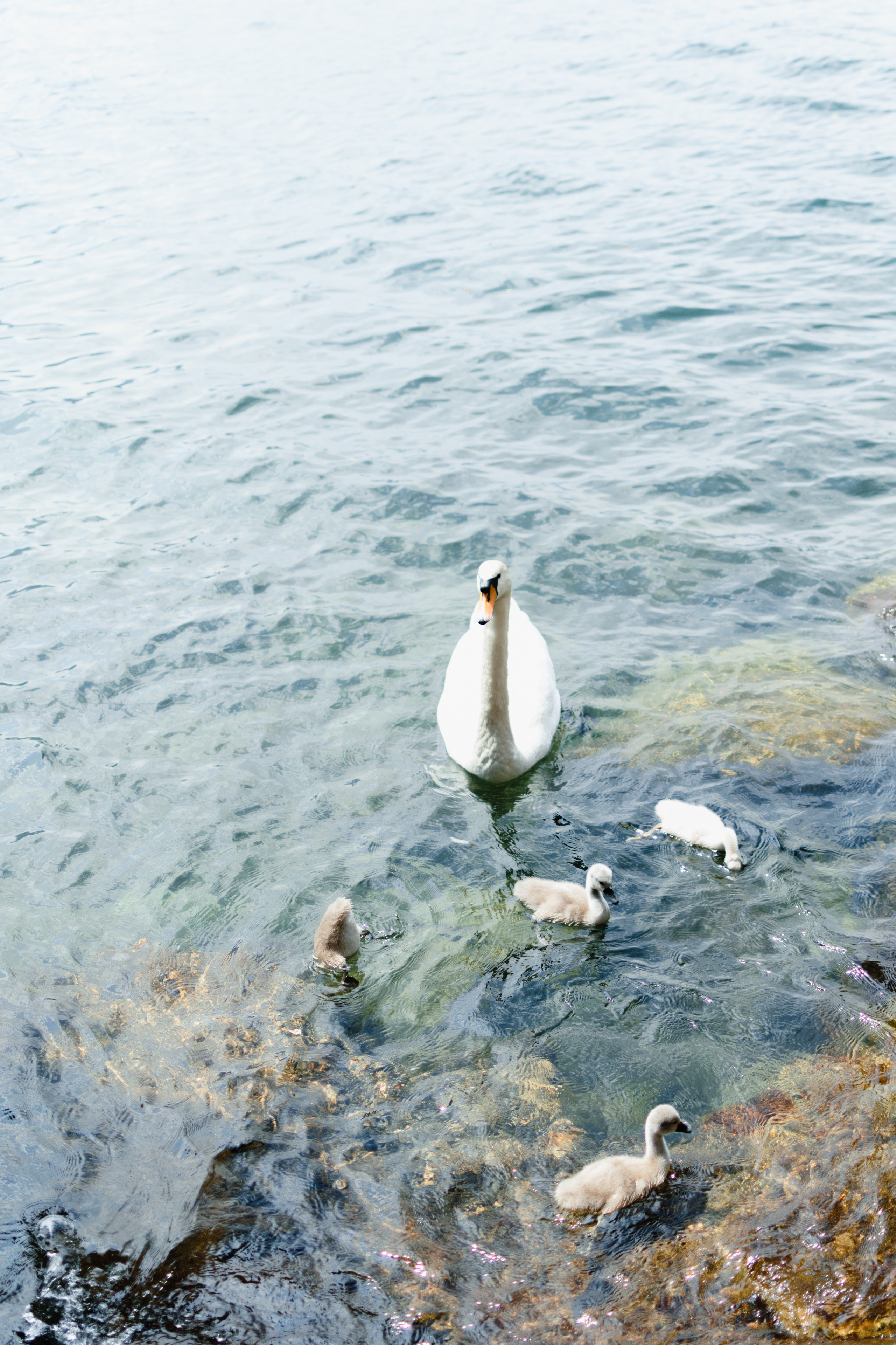 Lago Como. Фотограф в Милане, озеро Комо, Италия