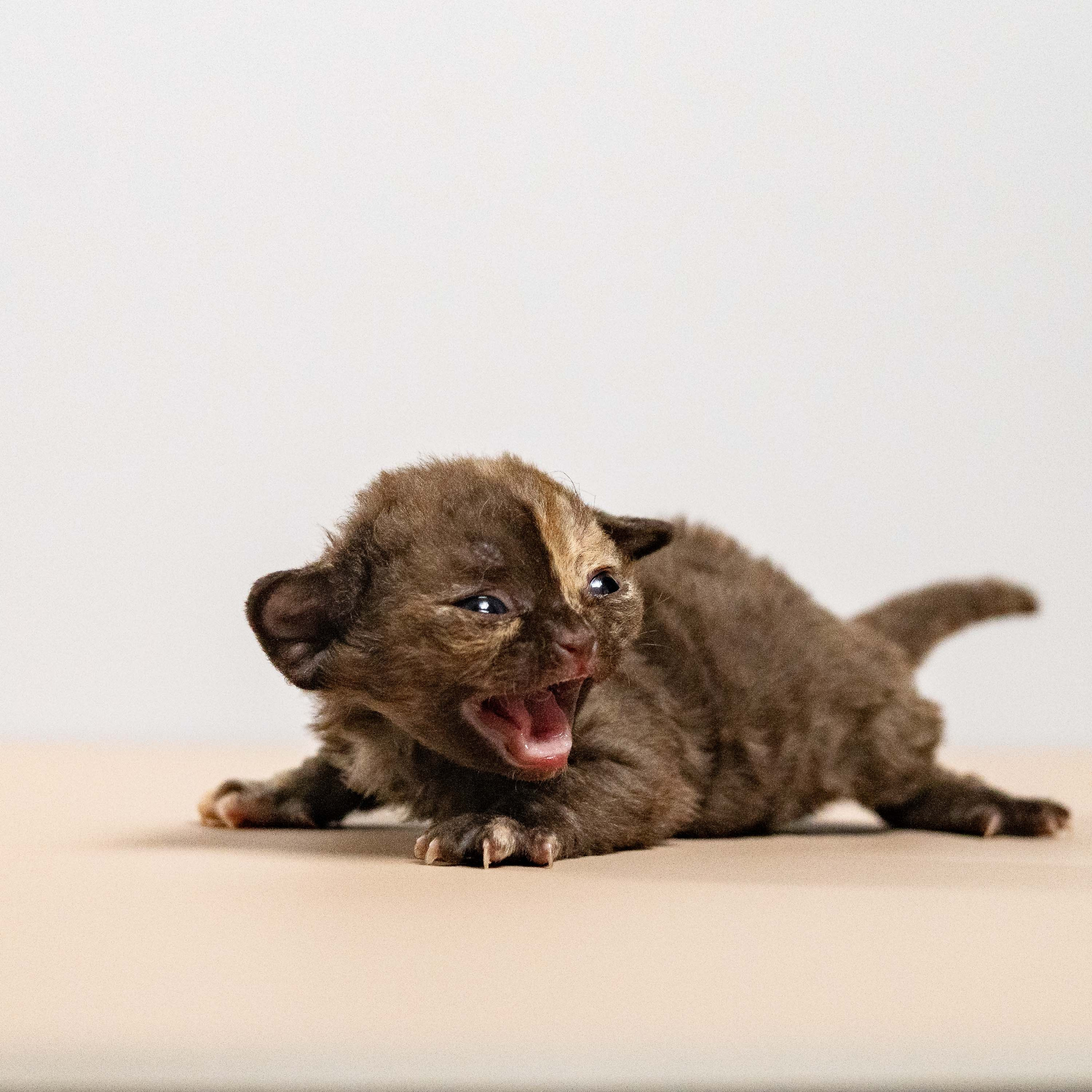 Mocha, girl, born 01.15.26. Devon Rex Pixie Cattery