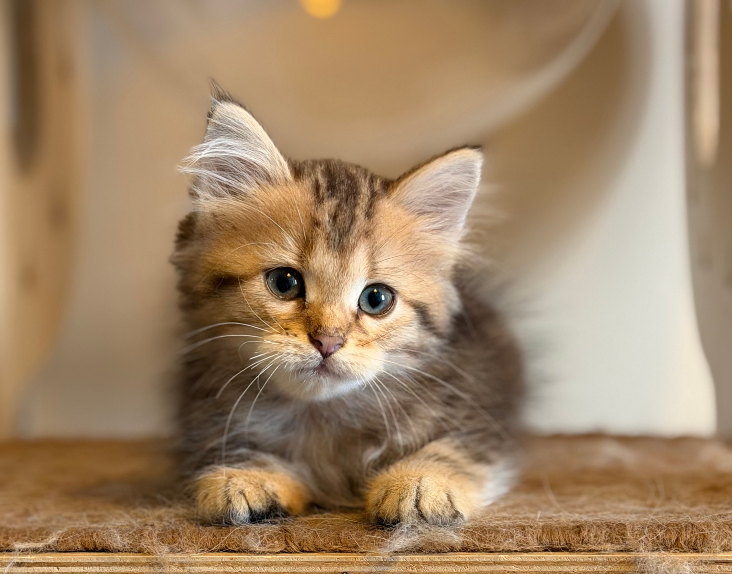 Dakota - Brown Classic Tabby Female 