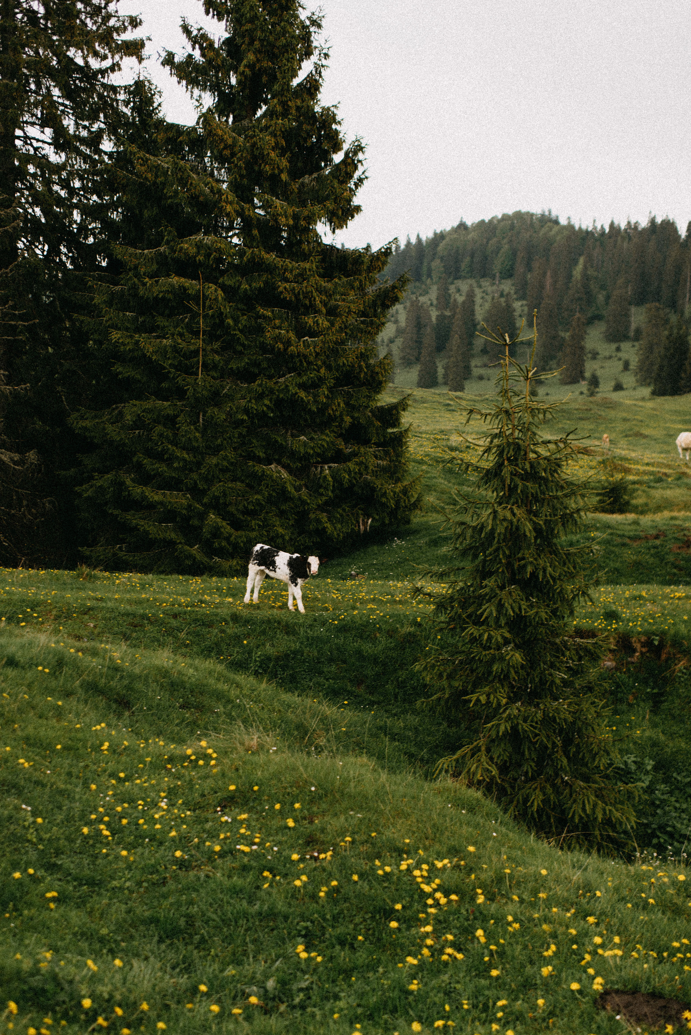 romania wedding photographer, fotograf nunta romania, nunta in romania, fotograf cupluri in romania, muntii apuseni, sedinta foto in multii apuseni, padis, vacute, cuplu vintage, vintage couple, landscape photographer, romania wild, romania salbatica, transylvania, raw moments, fotograf de nunti, videograf de nunti, spain wedding photographer, spain wedding, spain photographer, motion blur, couple in ran, sorin and patricia wedding, sorin and patricia, patricia morenci, sorin sirbu