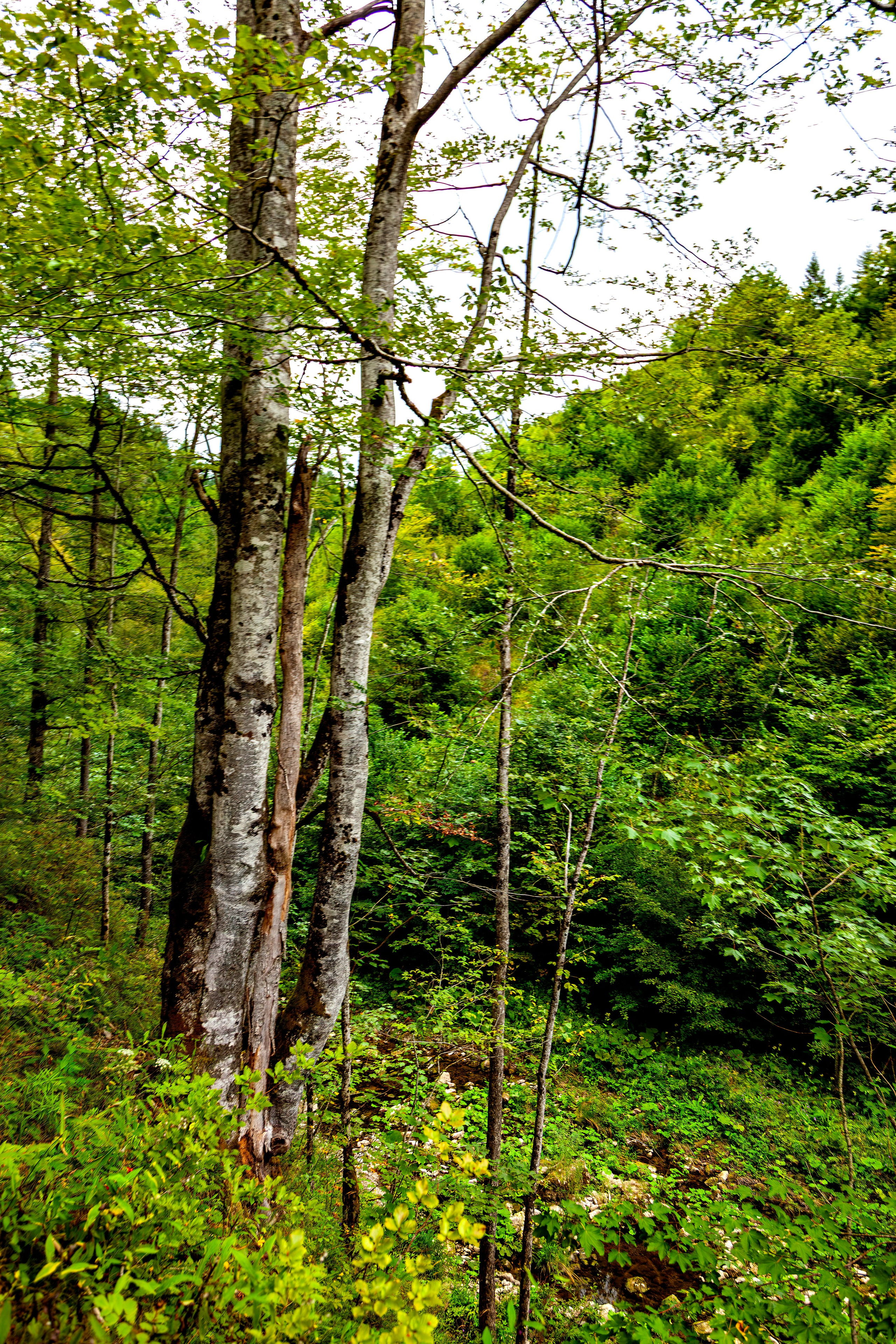 197.Ötscher Base Nature Park.Austria.21.8.2025. Путешествия в формате 360......